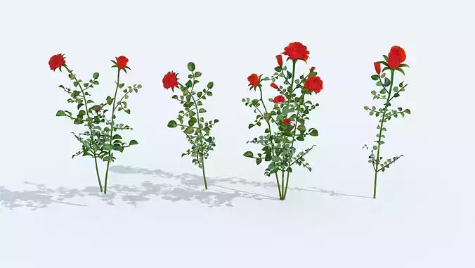 Realistic rose 3D model two roses 3D model