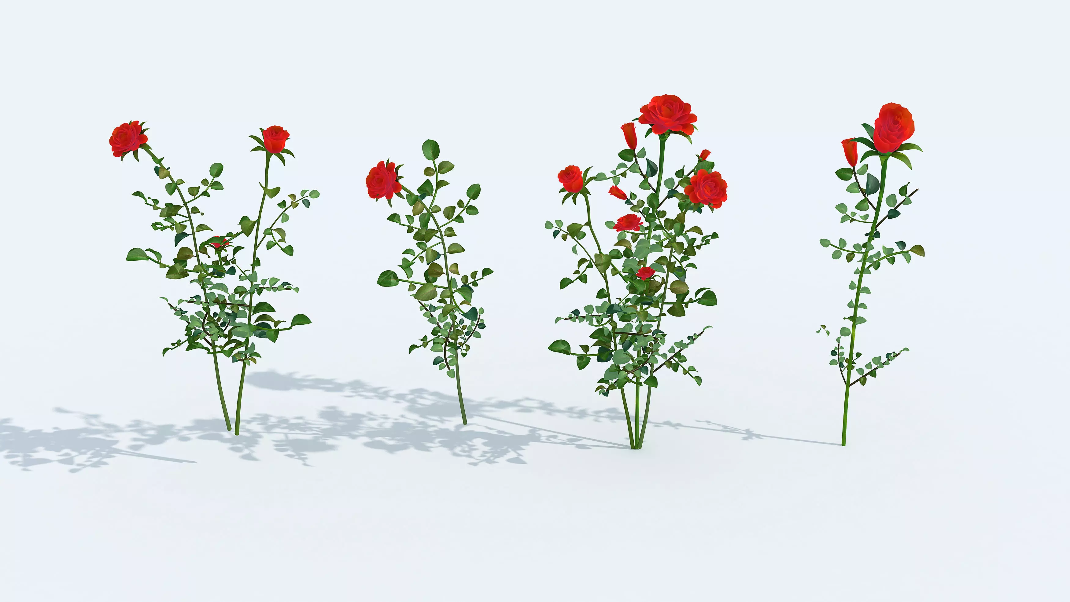 Realistic rose 3D model two roses 3D model_0