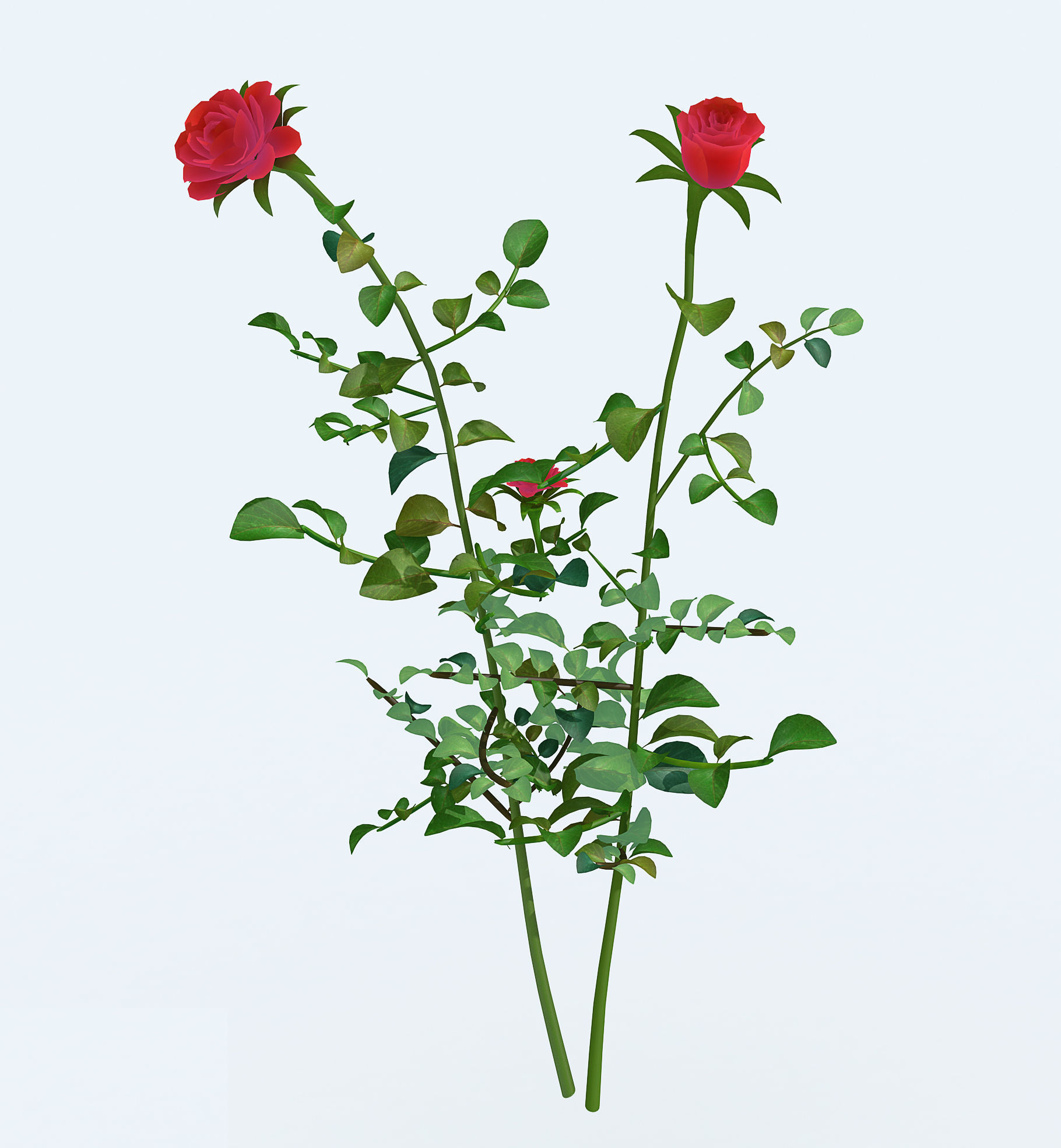 Realistic rose 3D model two roses 3D model_2