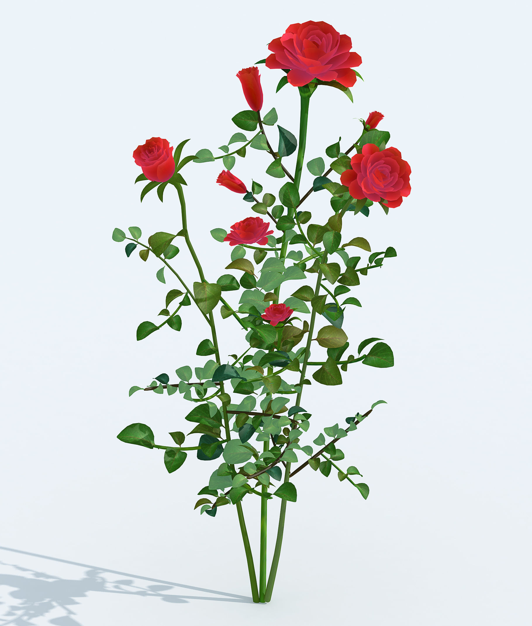 Realistic rose 3D model two roses 3D model_4