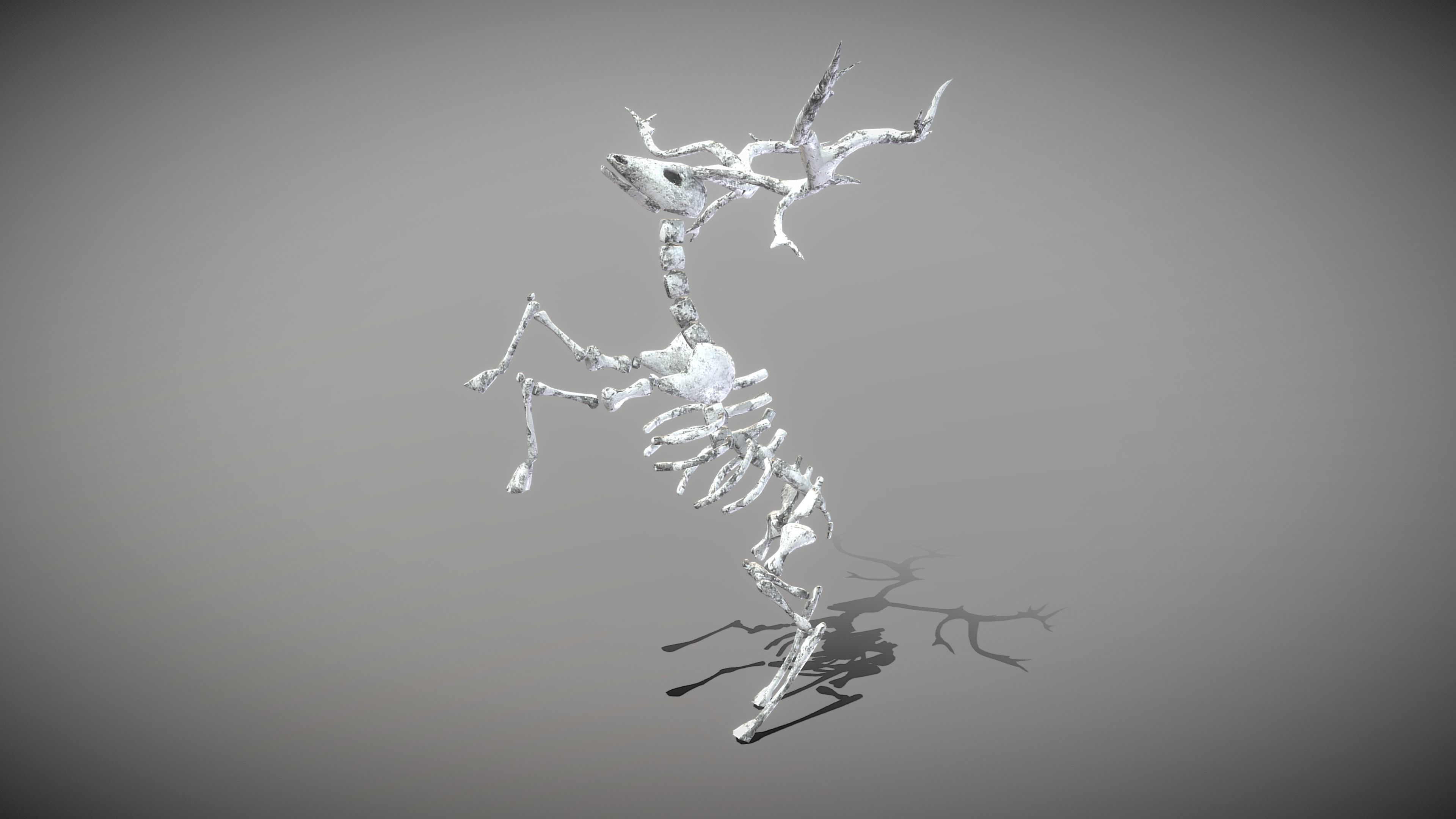 Elk Skeleton Low-poly 3D model_11