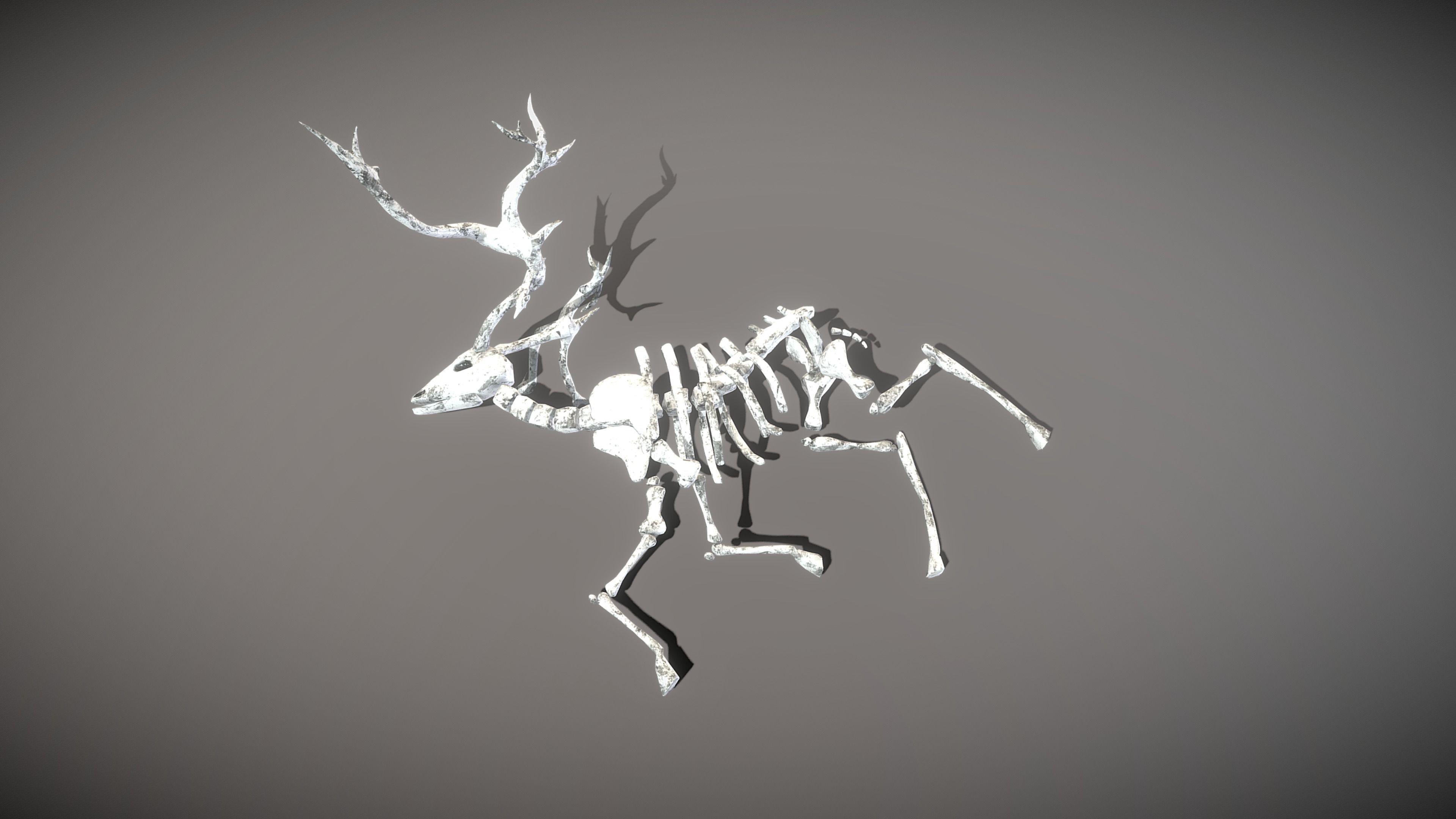 Elk Skeleton Low-poly 3D model_12
