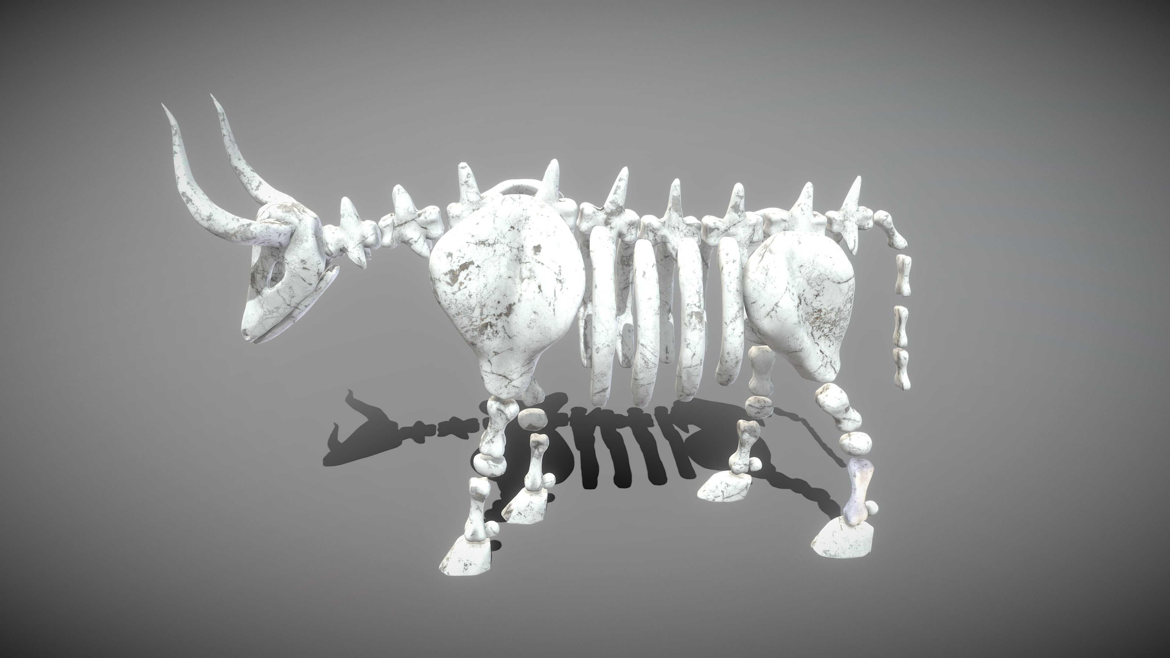 Bull Skeleton Low-poly 3D model_3