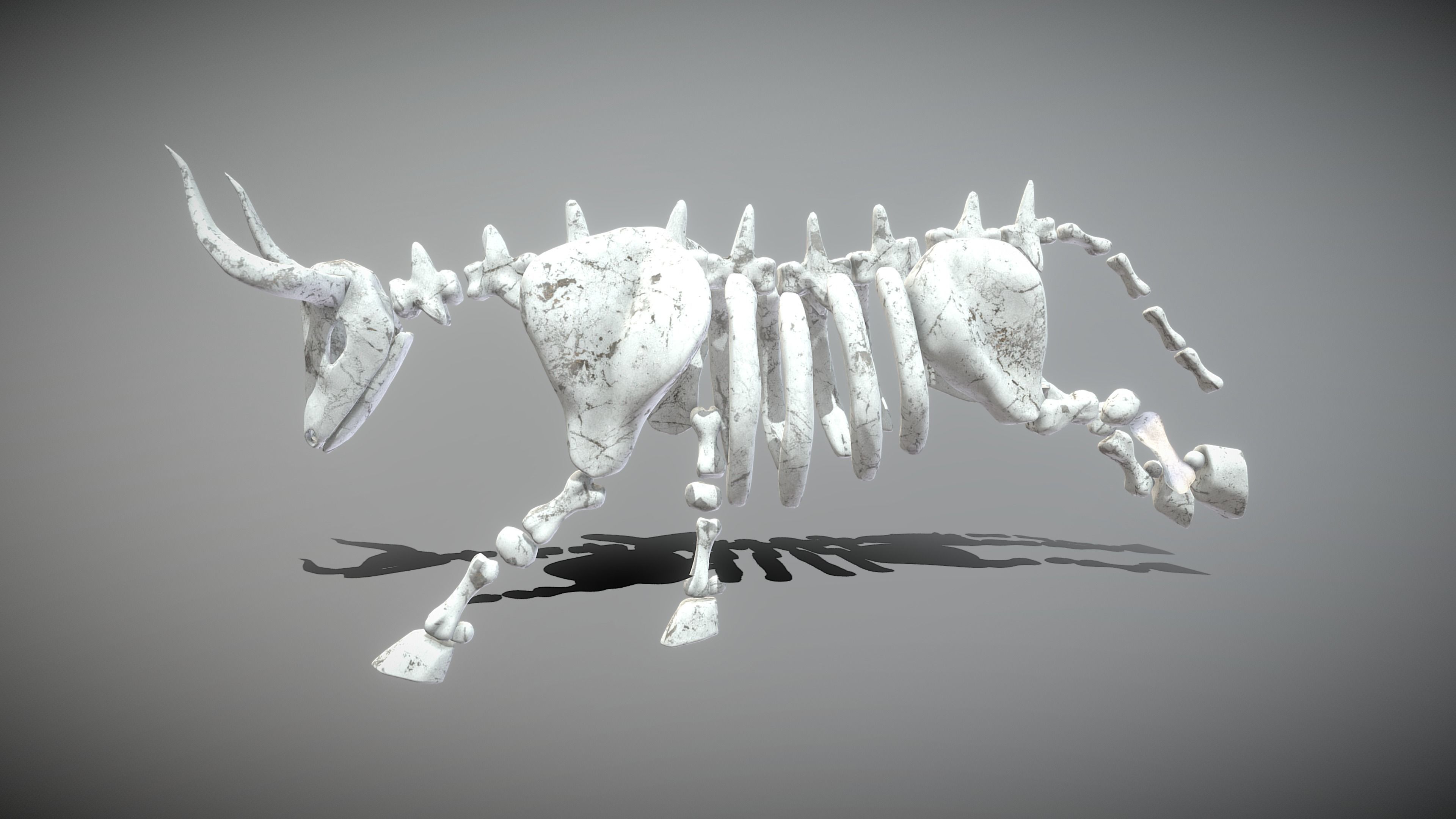 Bull Skeleton Low-poly 3D model_10