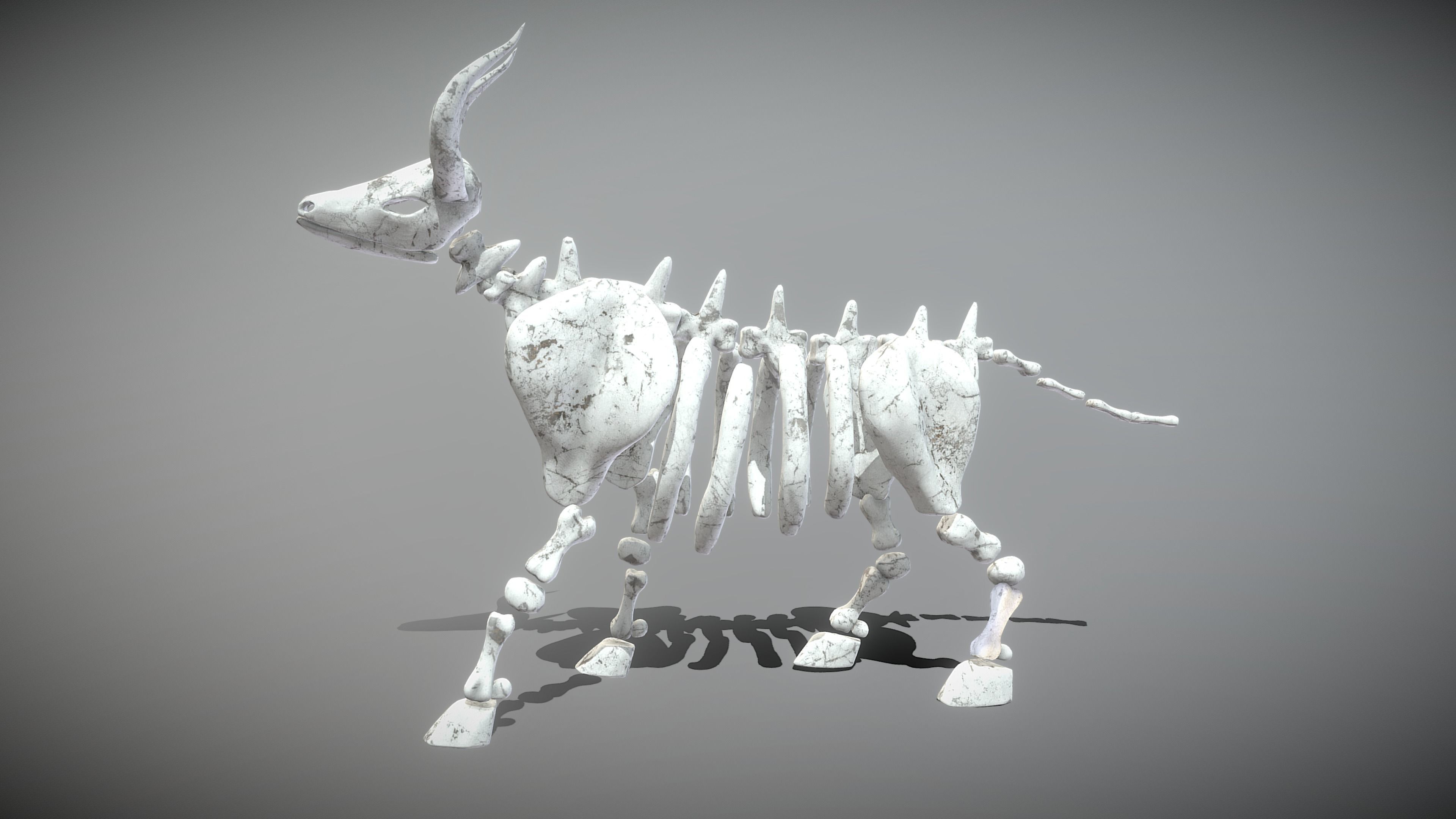 Bull Skeleton Low-poly 3D model_11