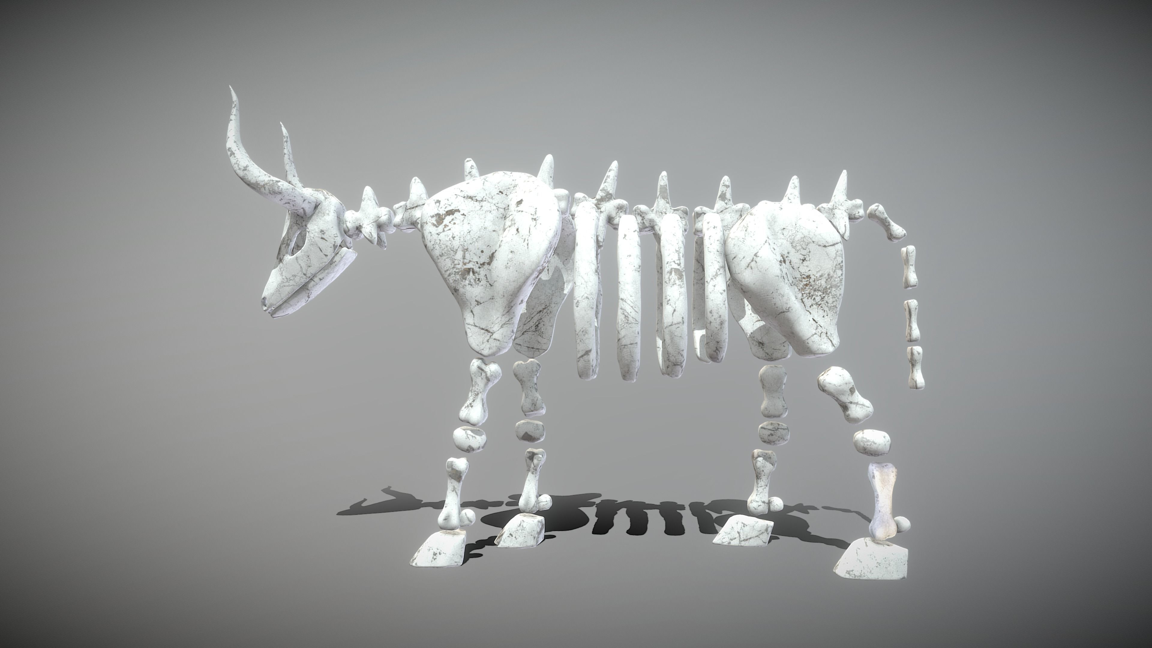 Bull Skeleton Low-poly 3D model_9