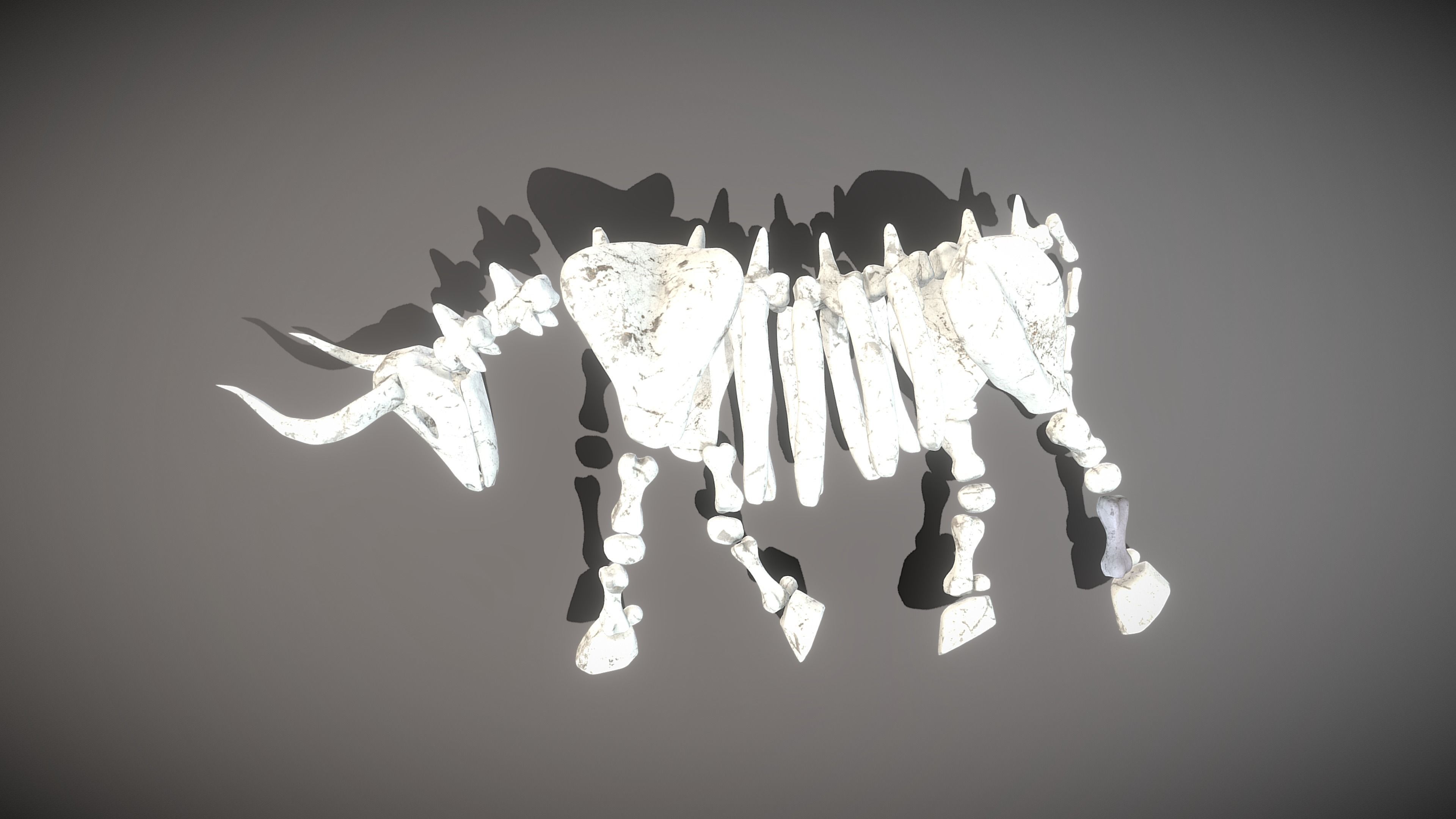 Bull Skeleton Low-poly 3D model_12