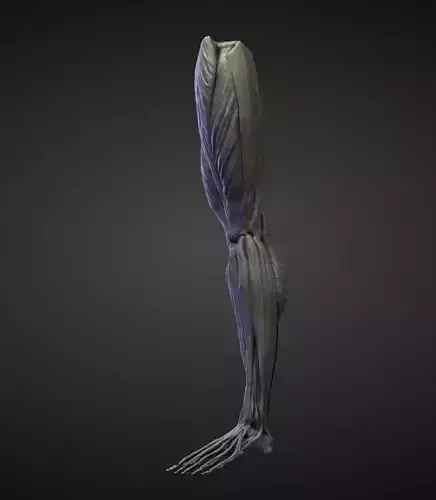 LEG23 high poly sculpt 3D model