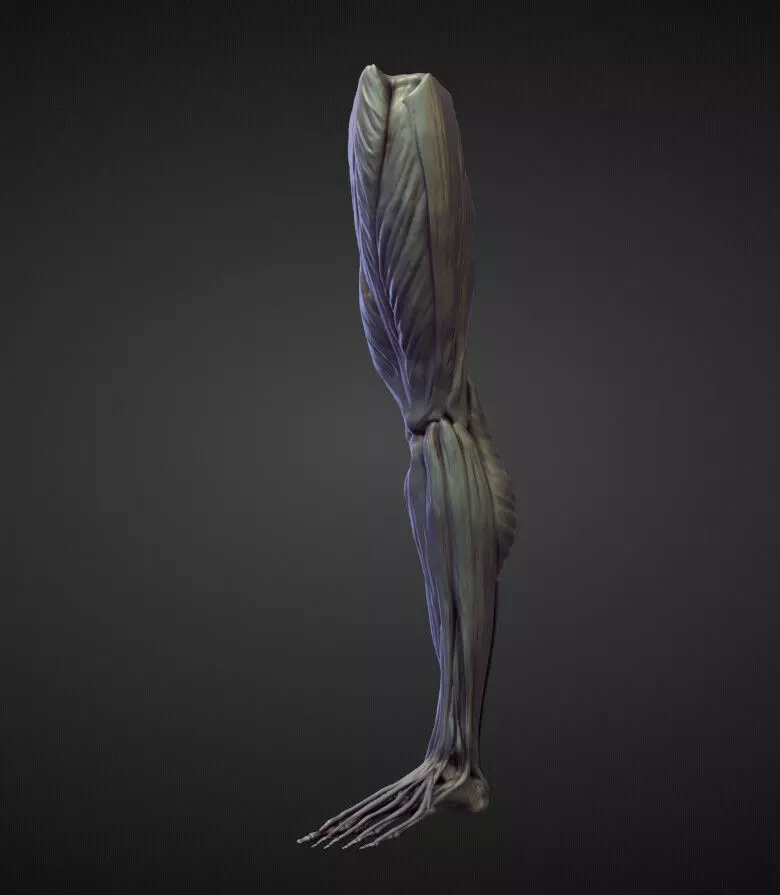 LEG23 high poly sculpt 3D model_0