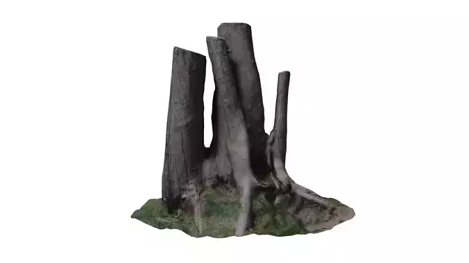 3D scan stump 