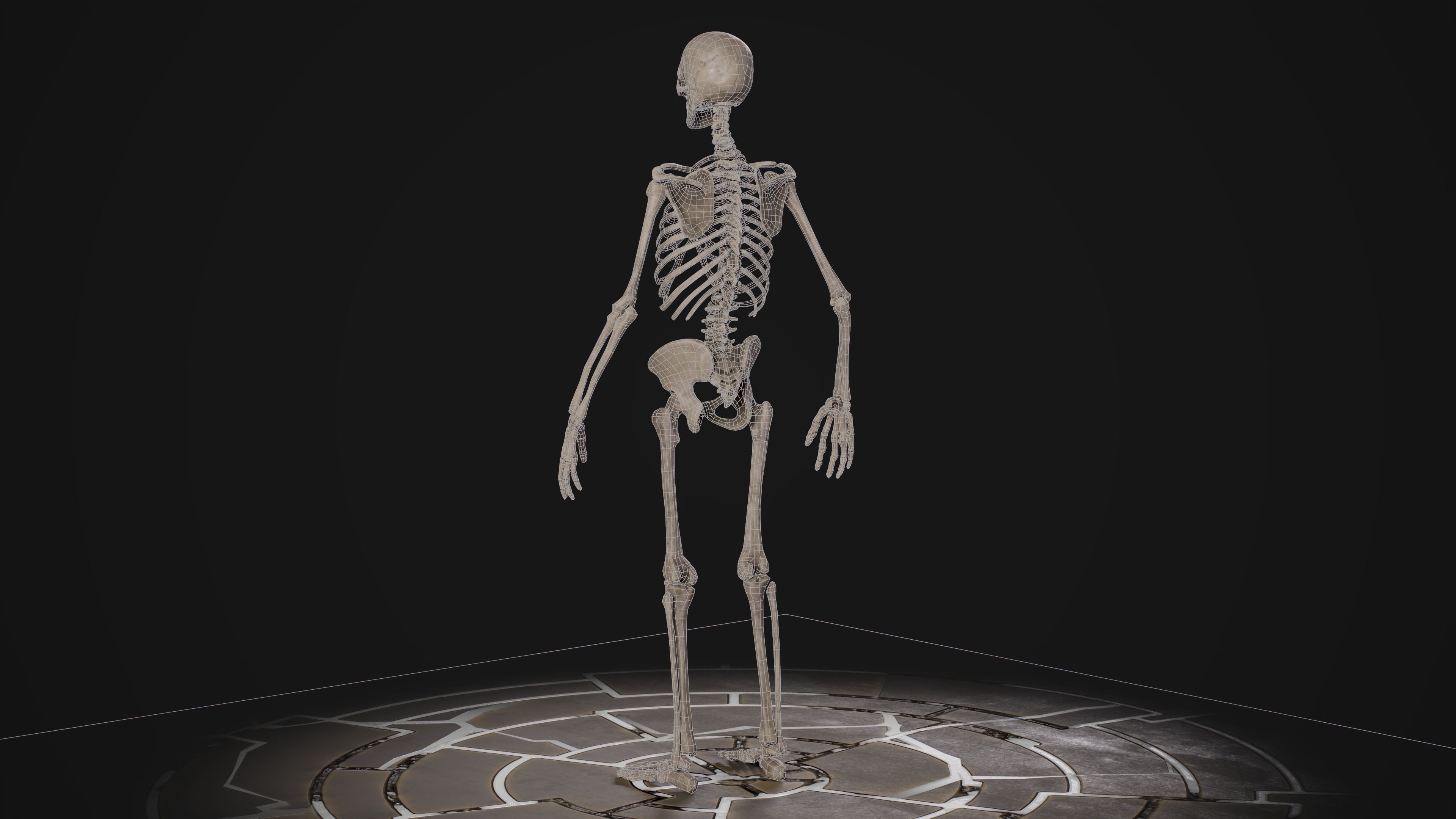 Human Male Skeleton Low-poly 3D model_13