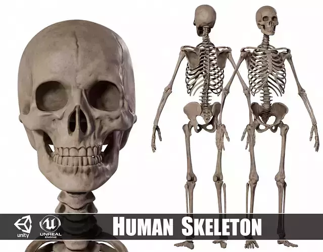 Human Male Skeleton