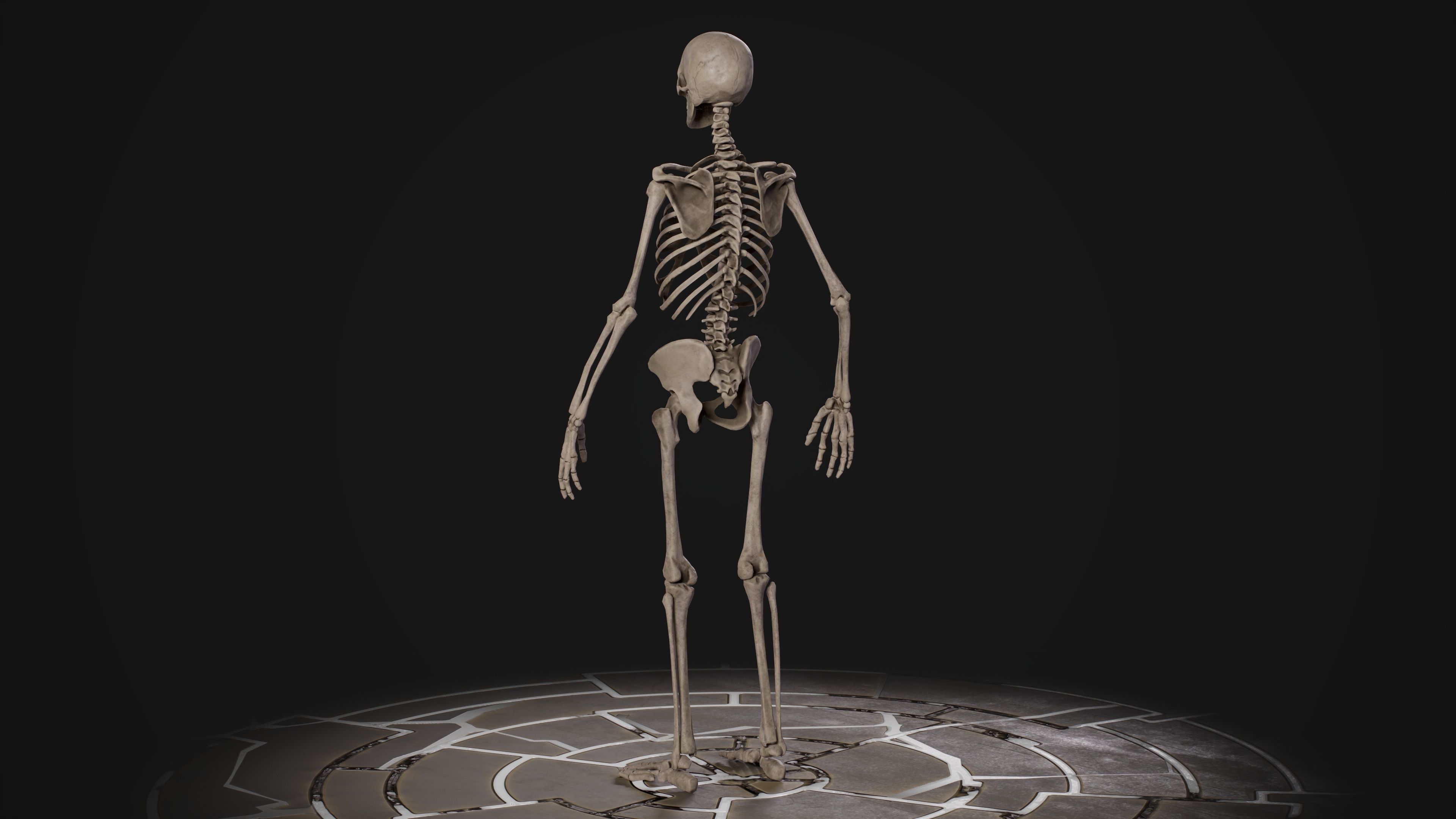Human Male Skeleton Low-poly 3D model_12