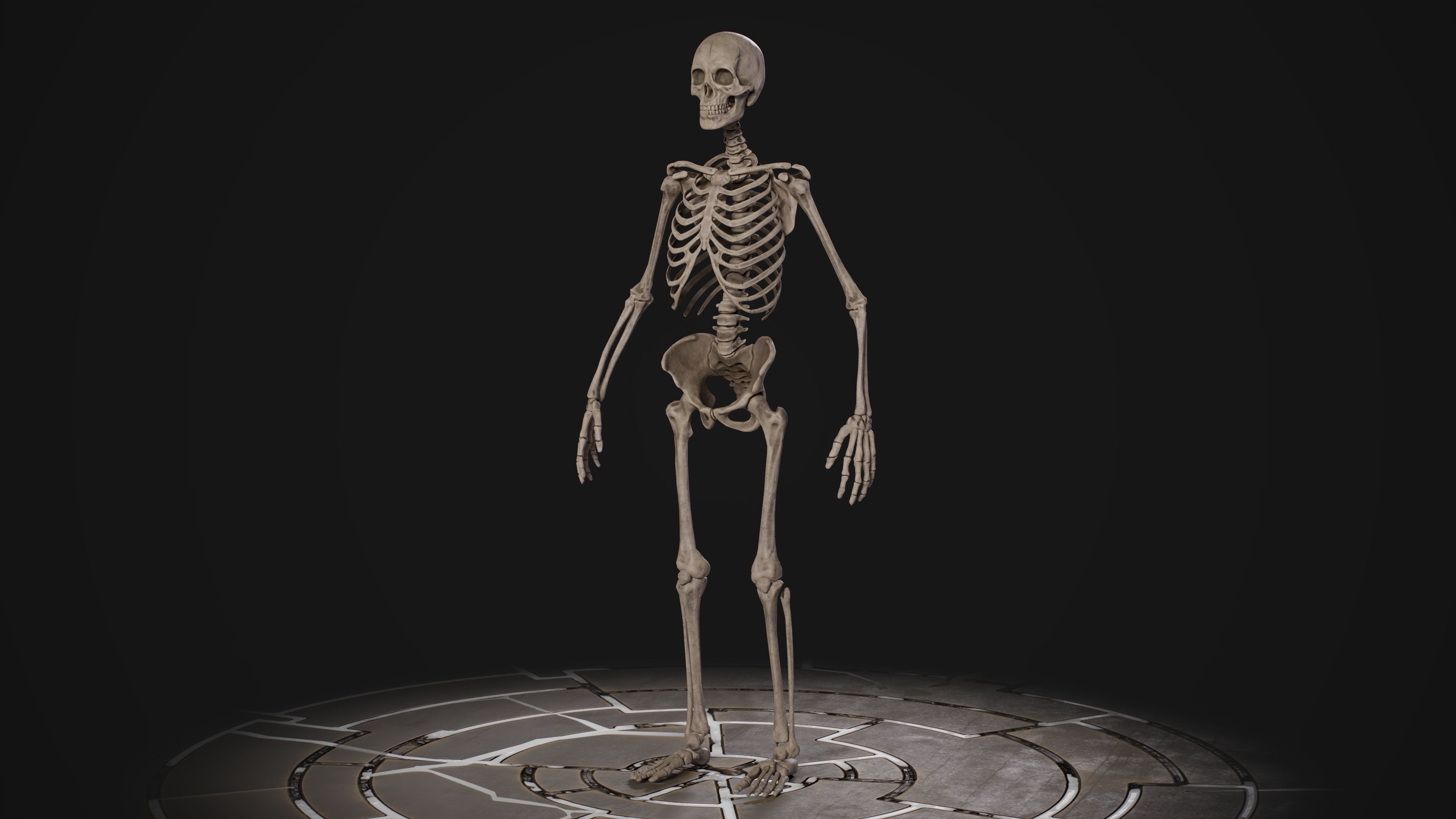 Human Male Skeleton Low-poly 3D model_6