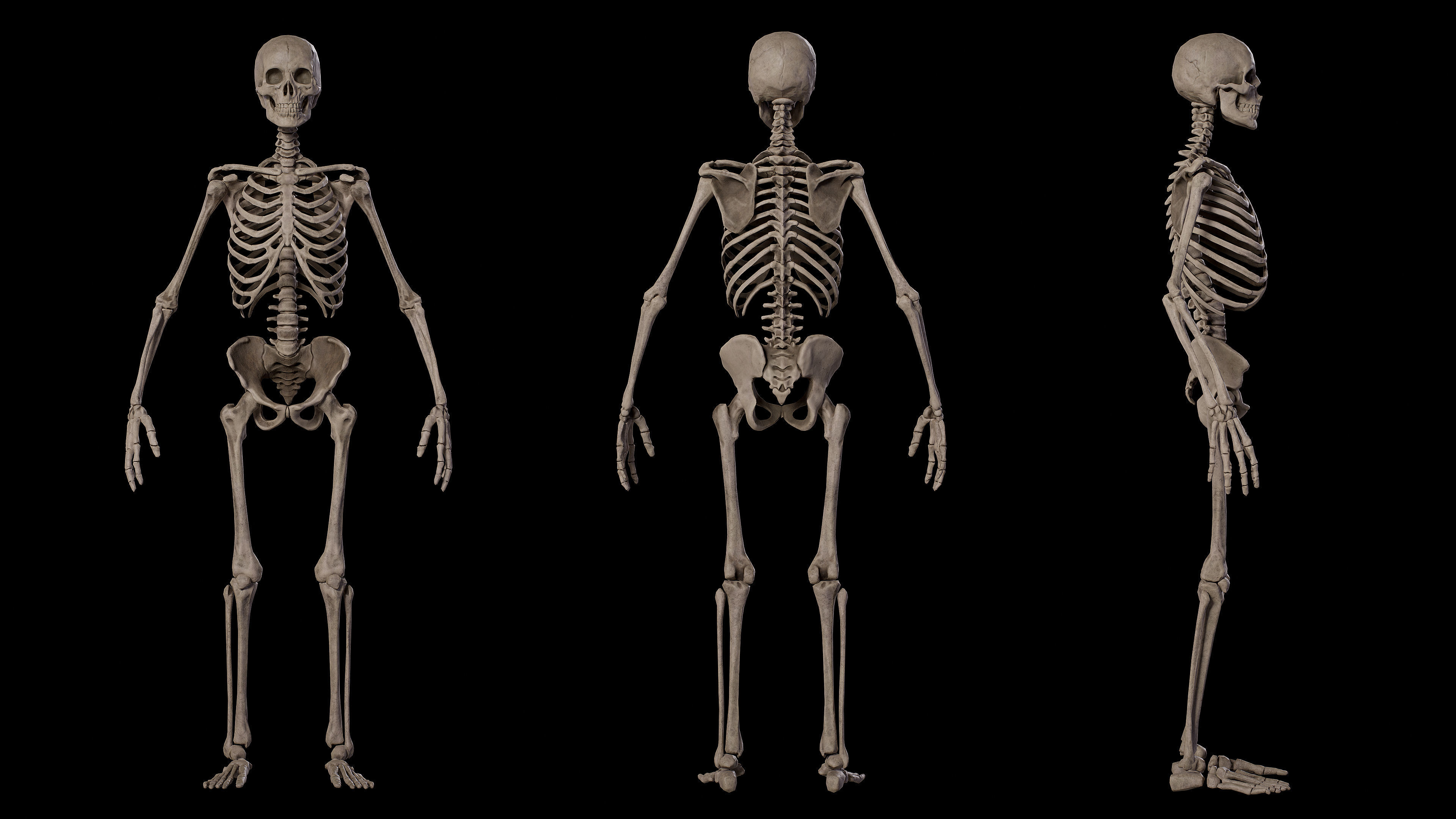 Human Male Skeleton Low-poly 3D model_4
