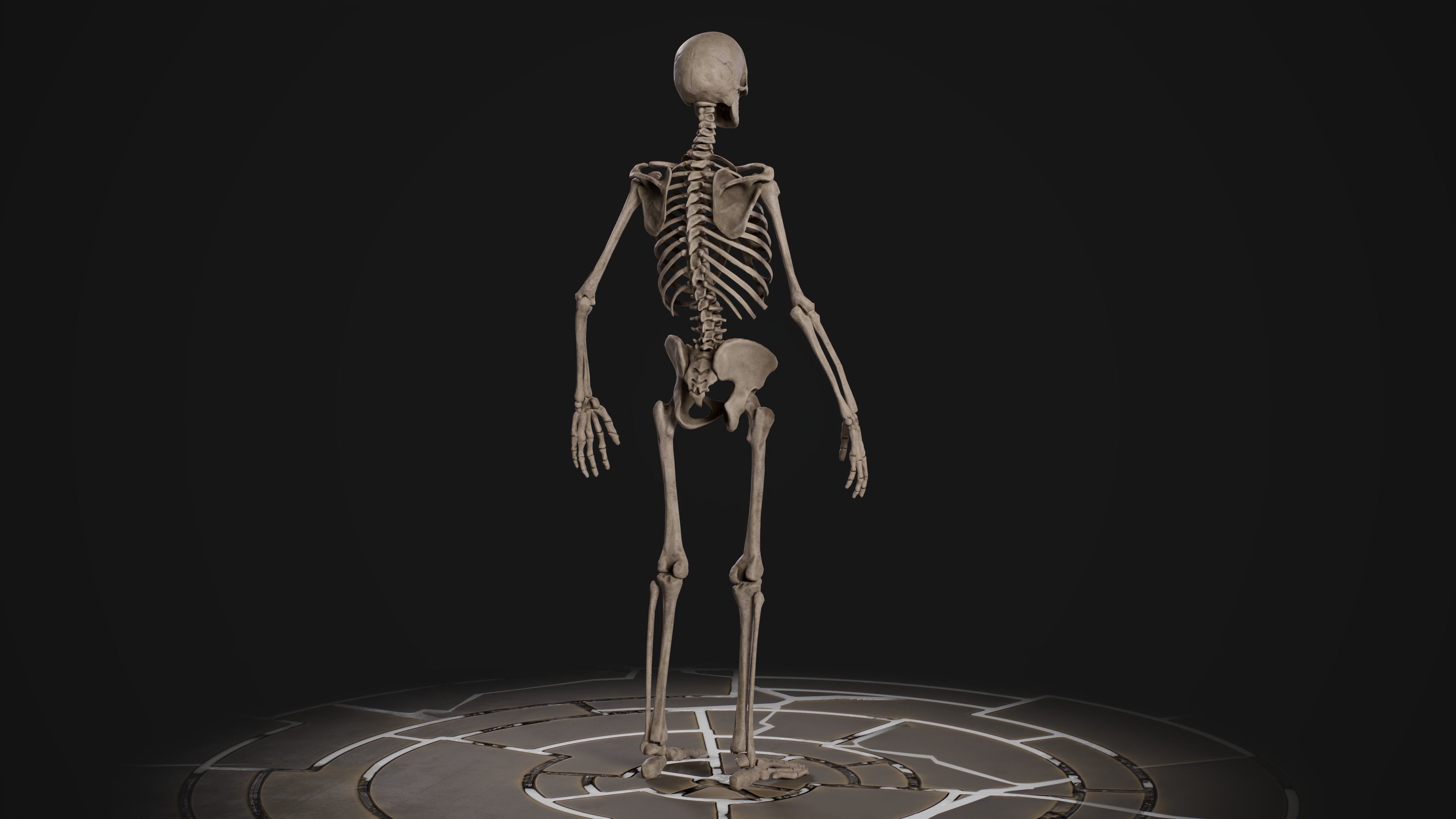 Human Male Skeleton Low-poly 3D model_10