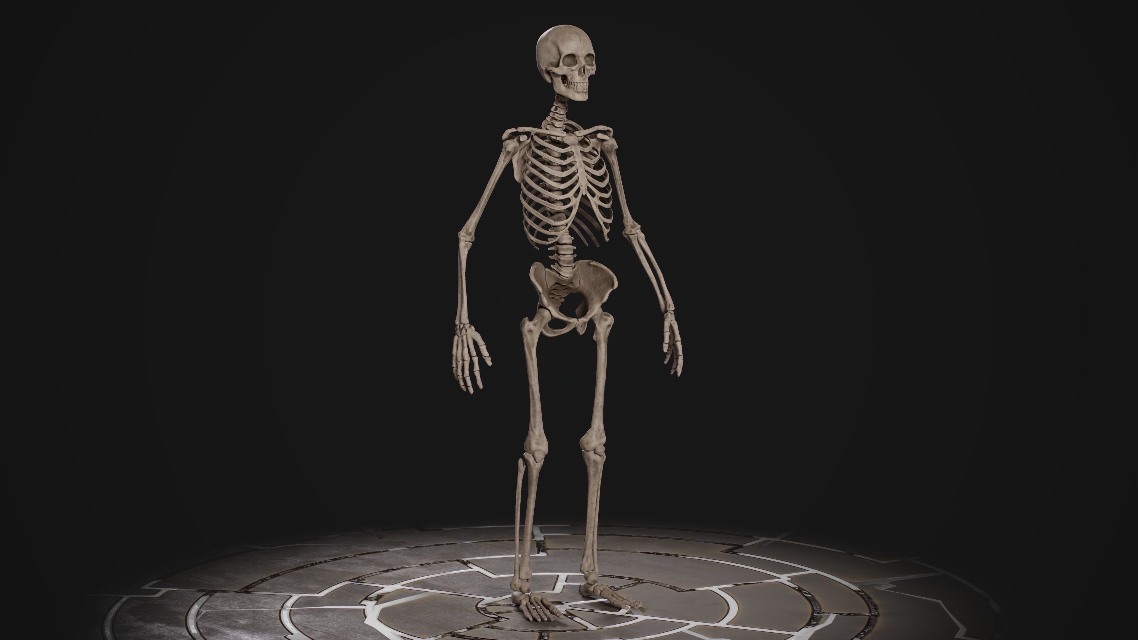 Human Male Skeleton Low-poly 3D model_8