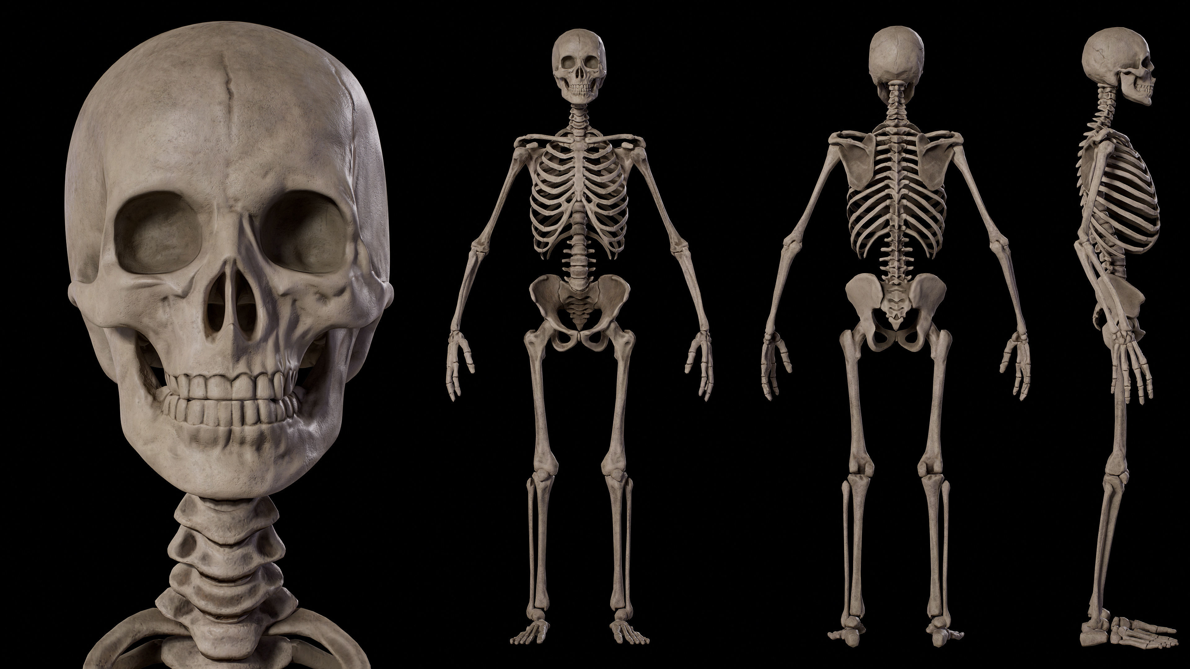 Human Male Skeleton Low-poly 3D model_3