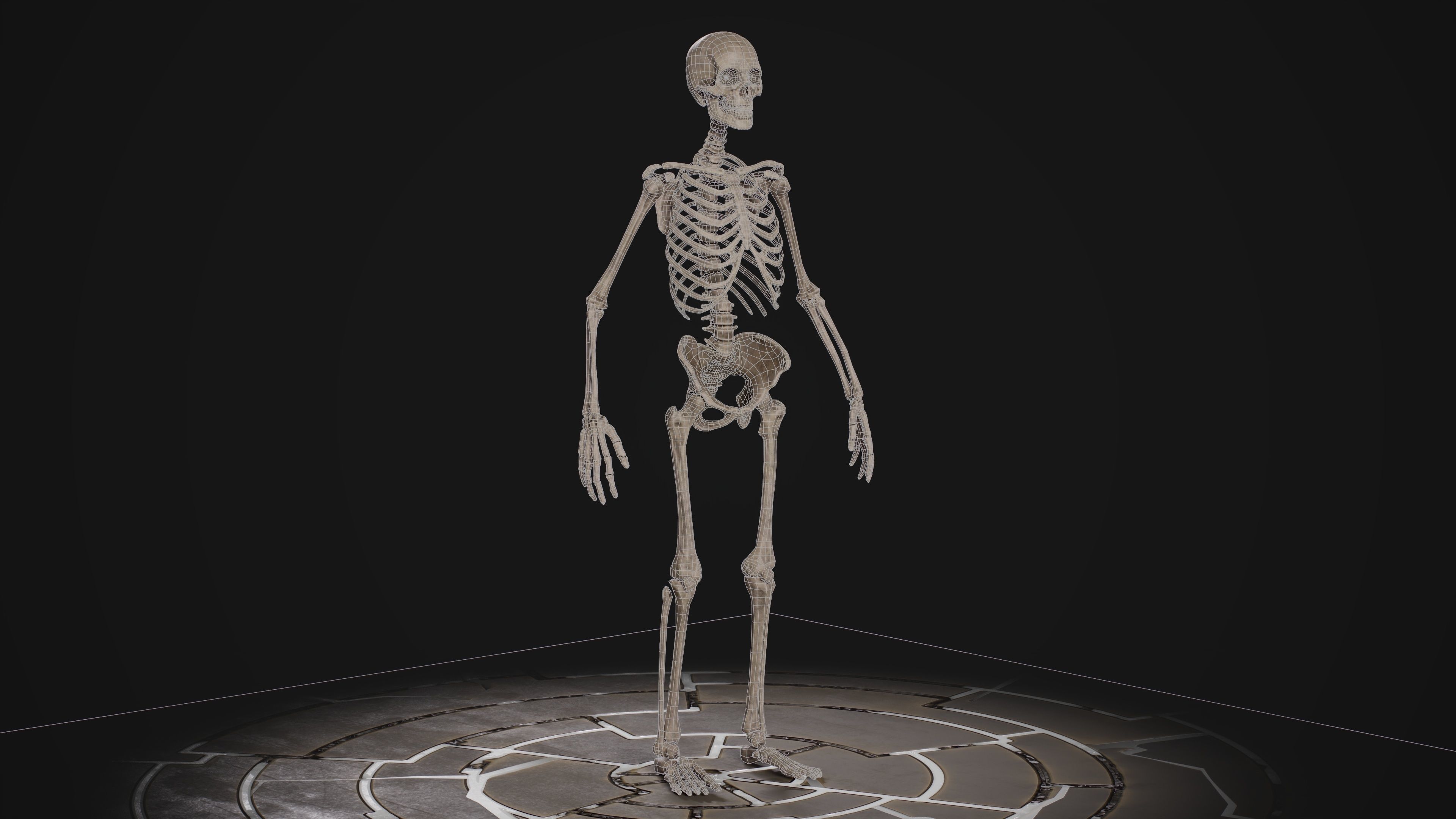 Human Male Skeleton Low-poly 3D model_9