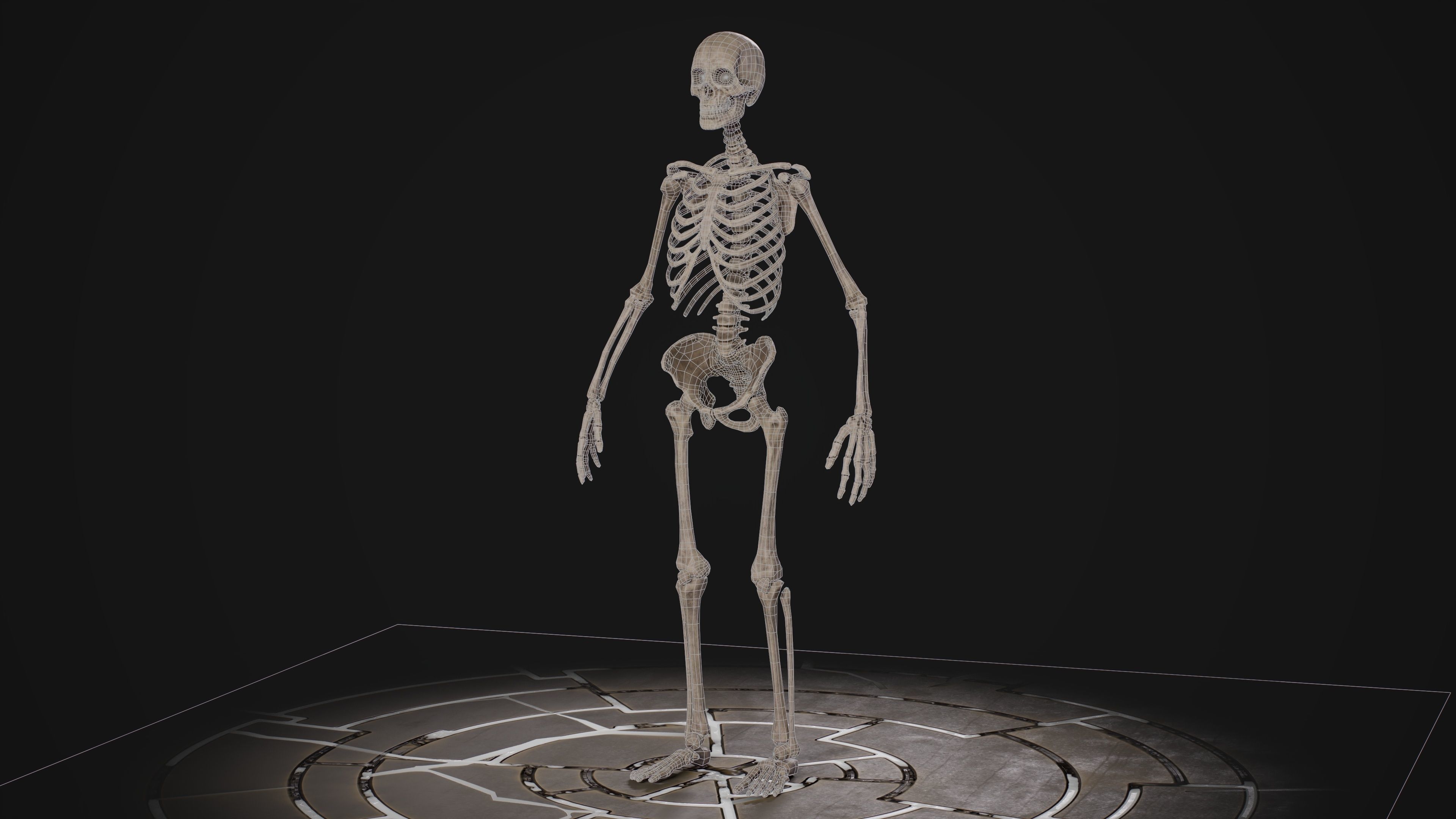 Human Male Skeleton Low-poly 3D model_7