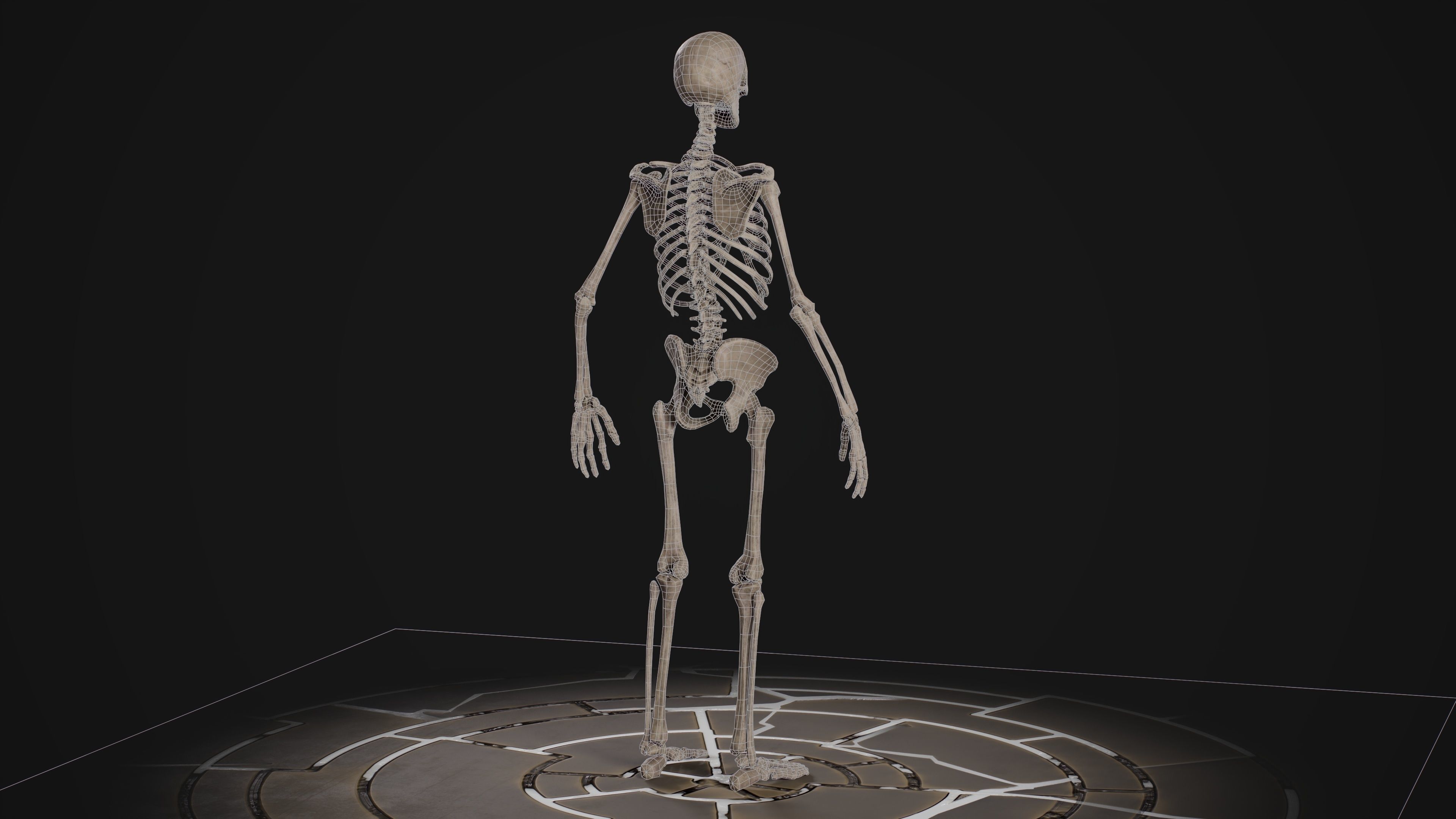 Human Male Skeleton Low-poly 3D model_11