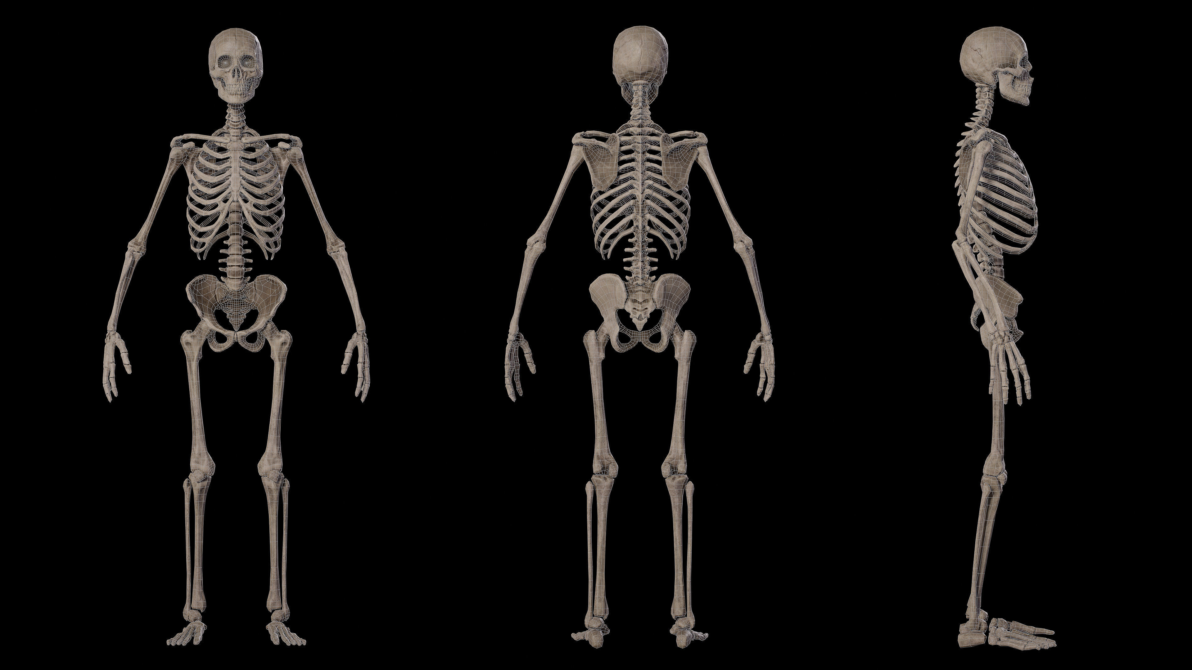 Human Male Skeleton Low-poly 3D model_5