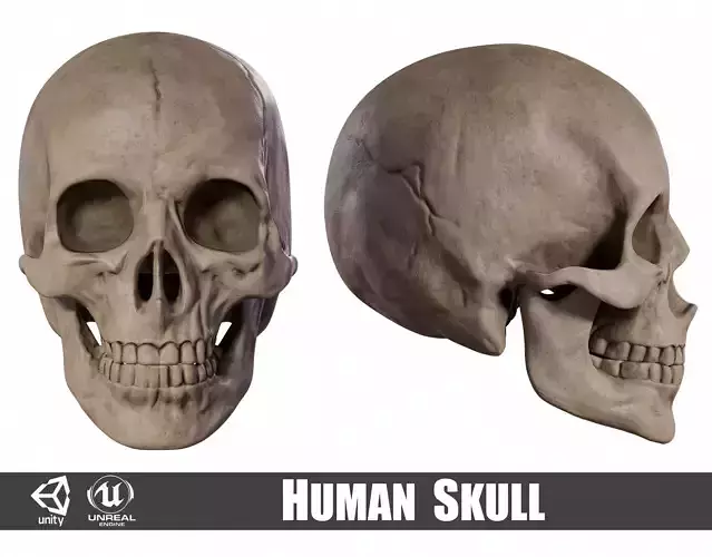 Human Male Skull Low-poly 3D model