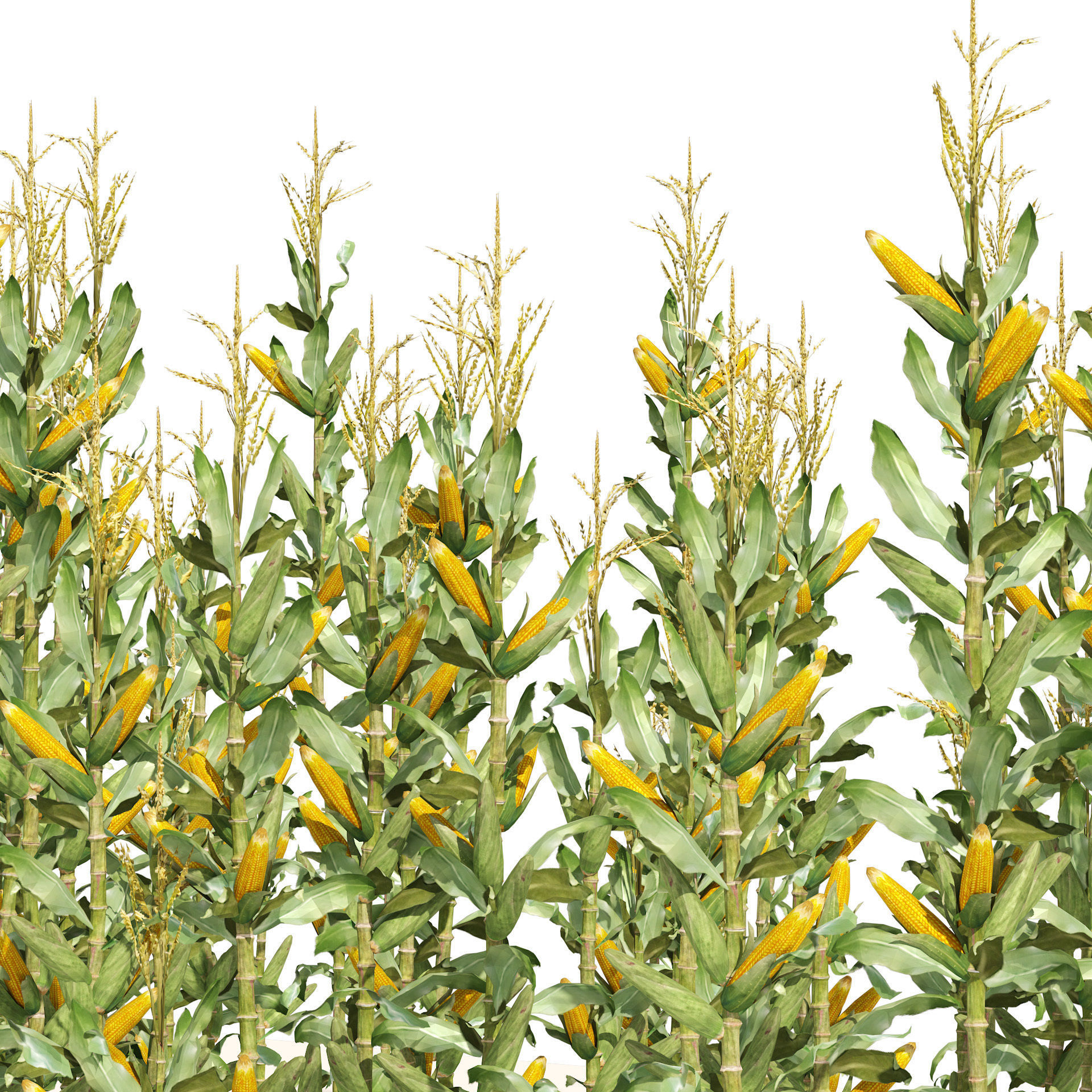 Corn cluster Low-poly 3D model_2