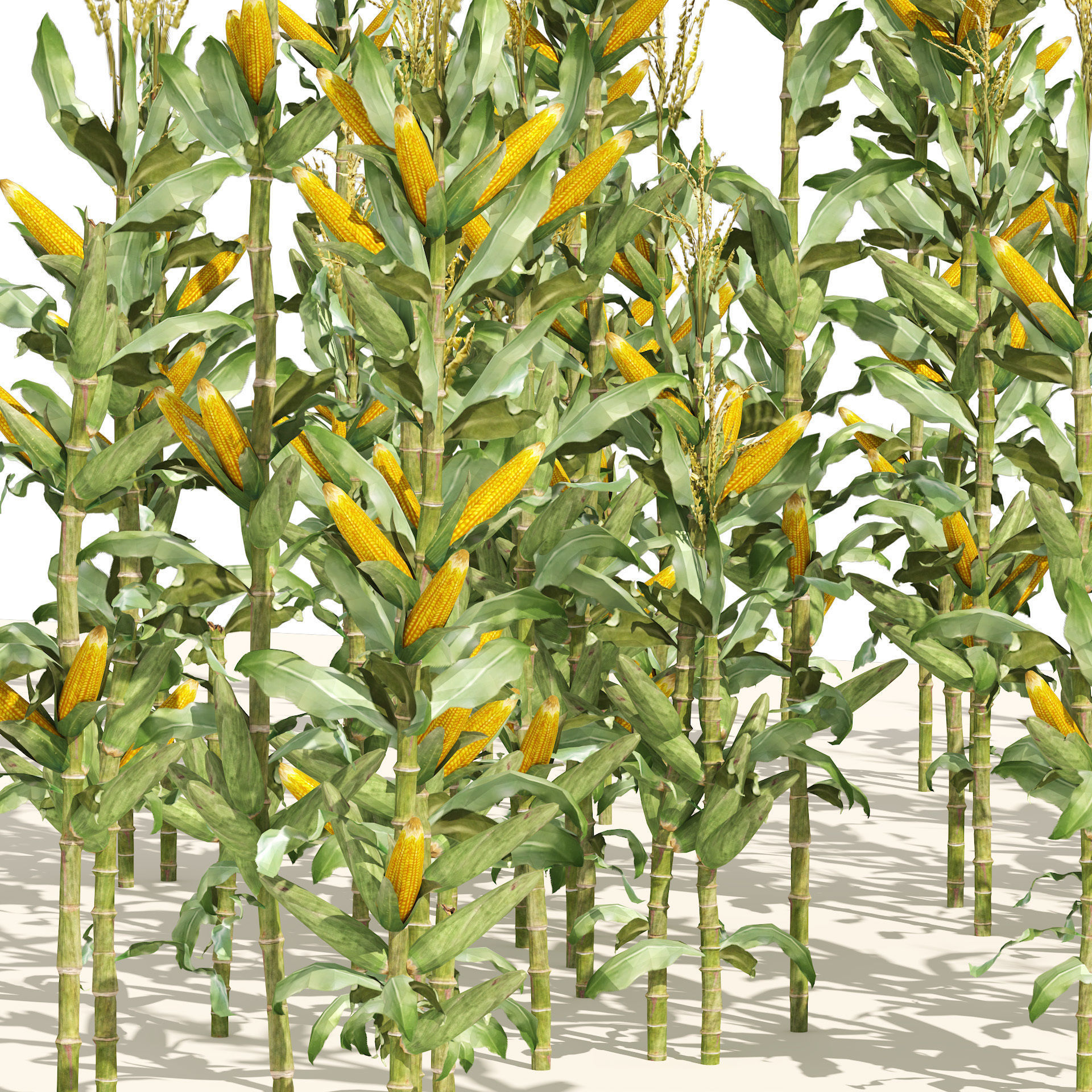 Corn cluster Low-poly 3D model_3