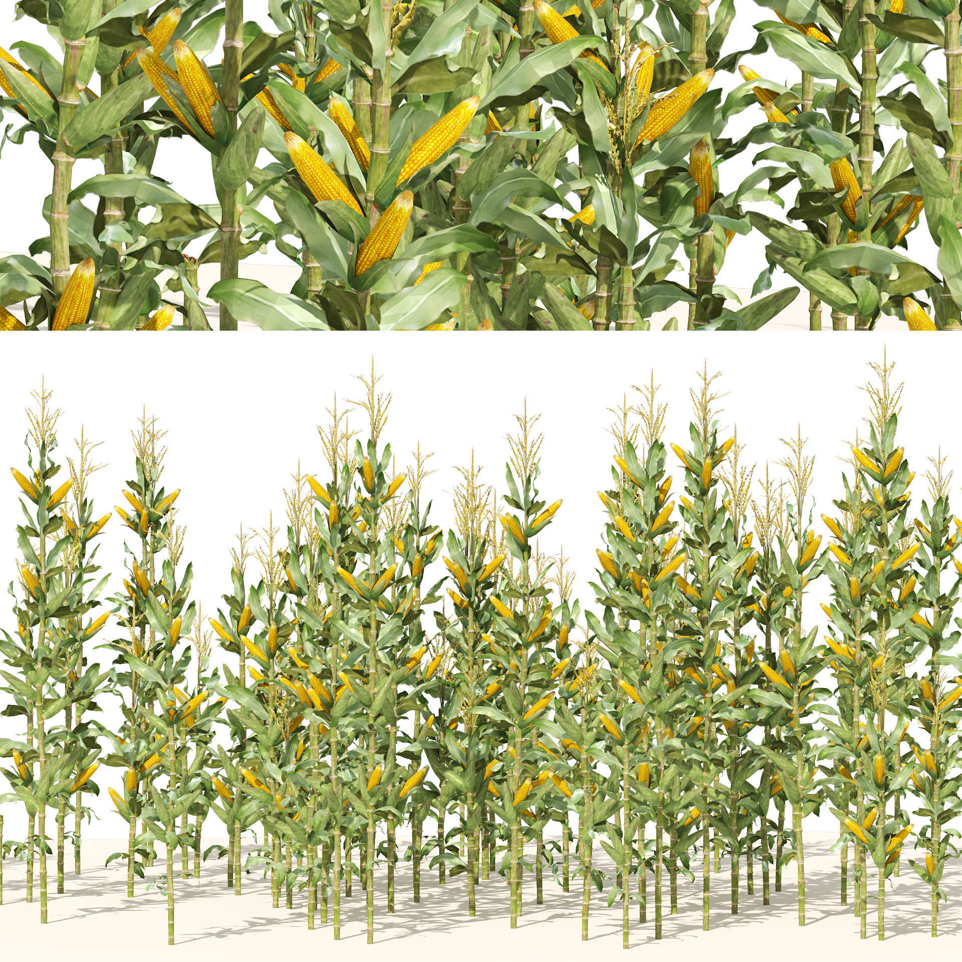 Corn cluster Low-poly 3D model_6