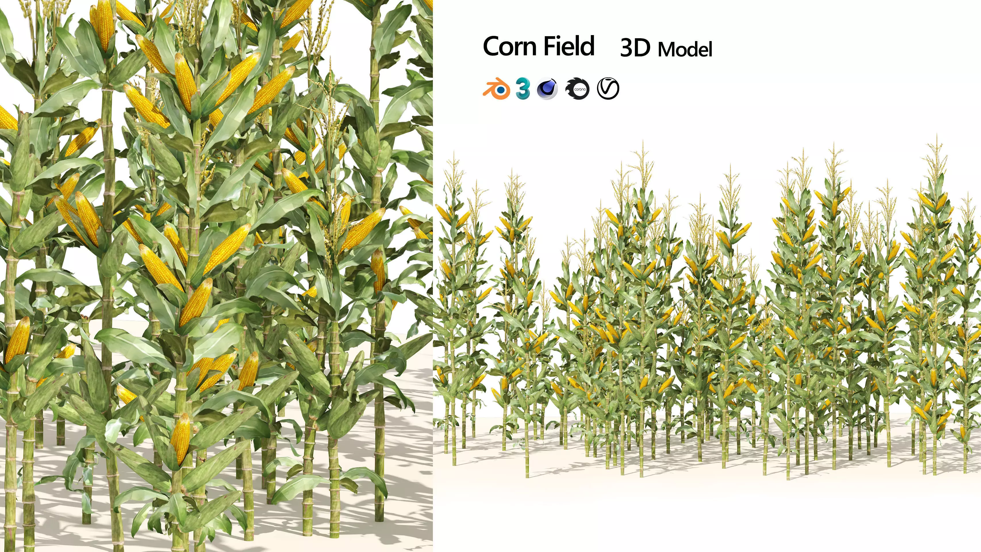 Corn cluster Low-poly 3D model_0