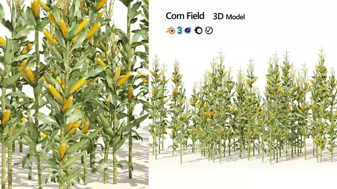 Corn cluster Low-poly 3D model