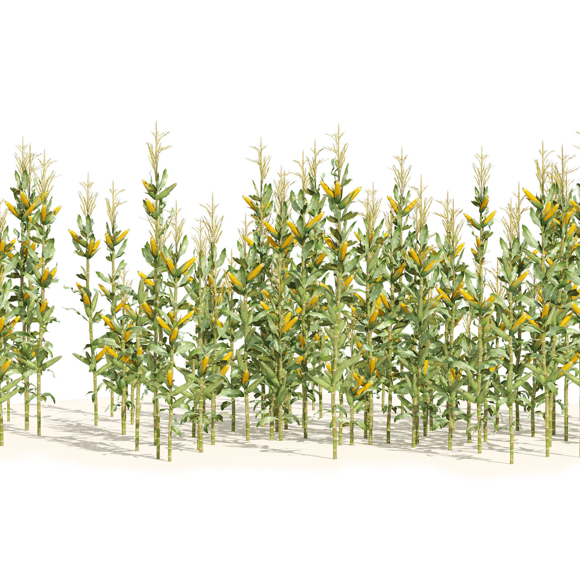 Corn cluster Low-poly 3D model_1