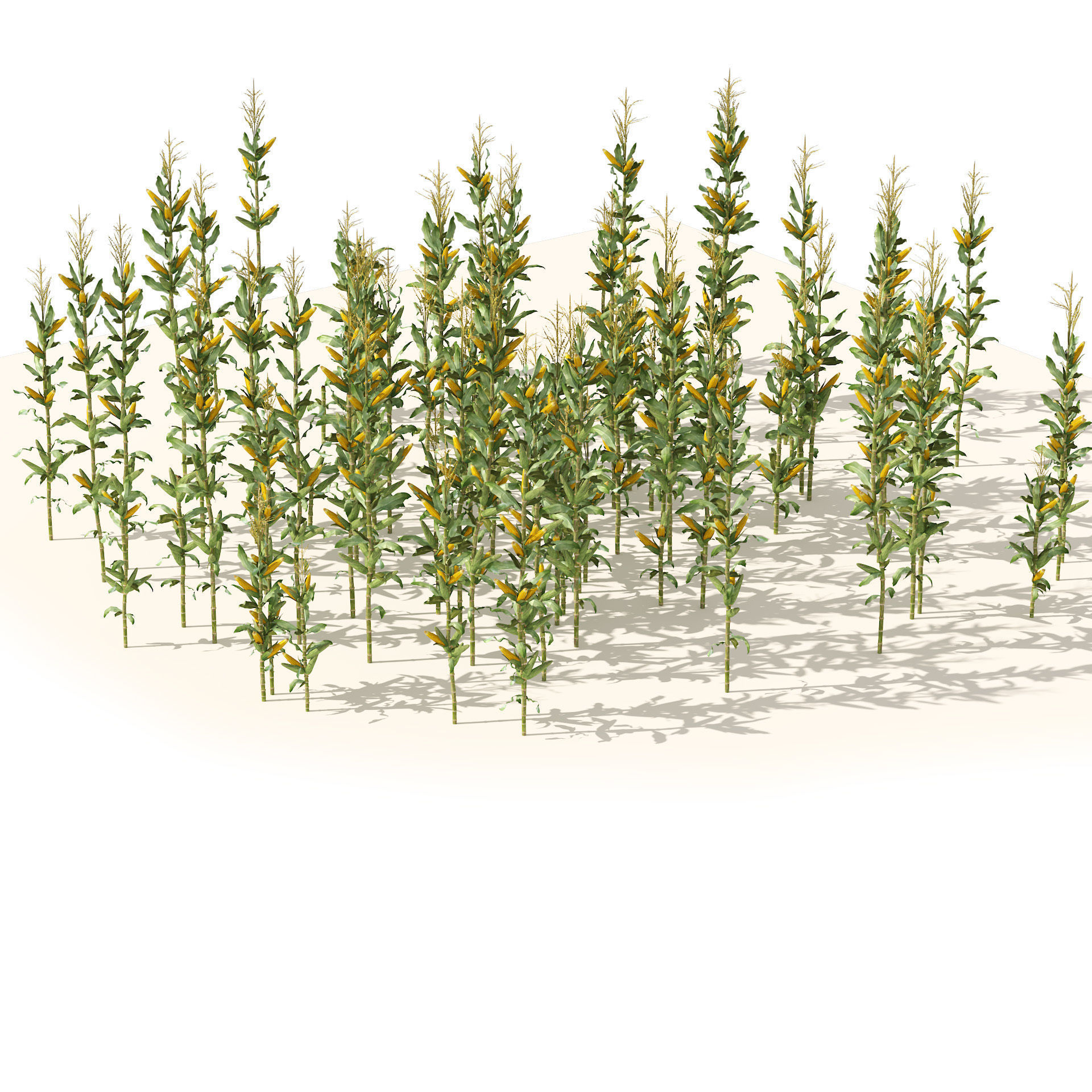 Corn cluster Low-poly 3D model_4