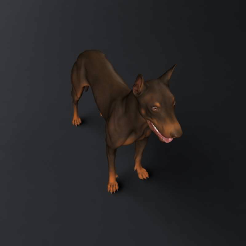 Doberman Model 3D model_3