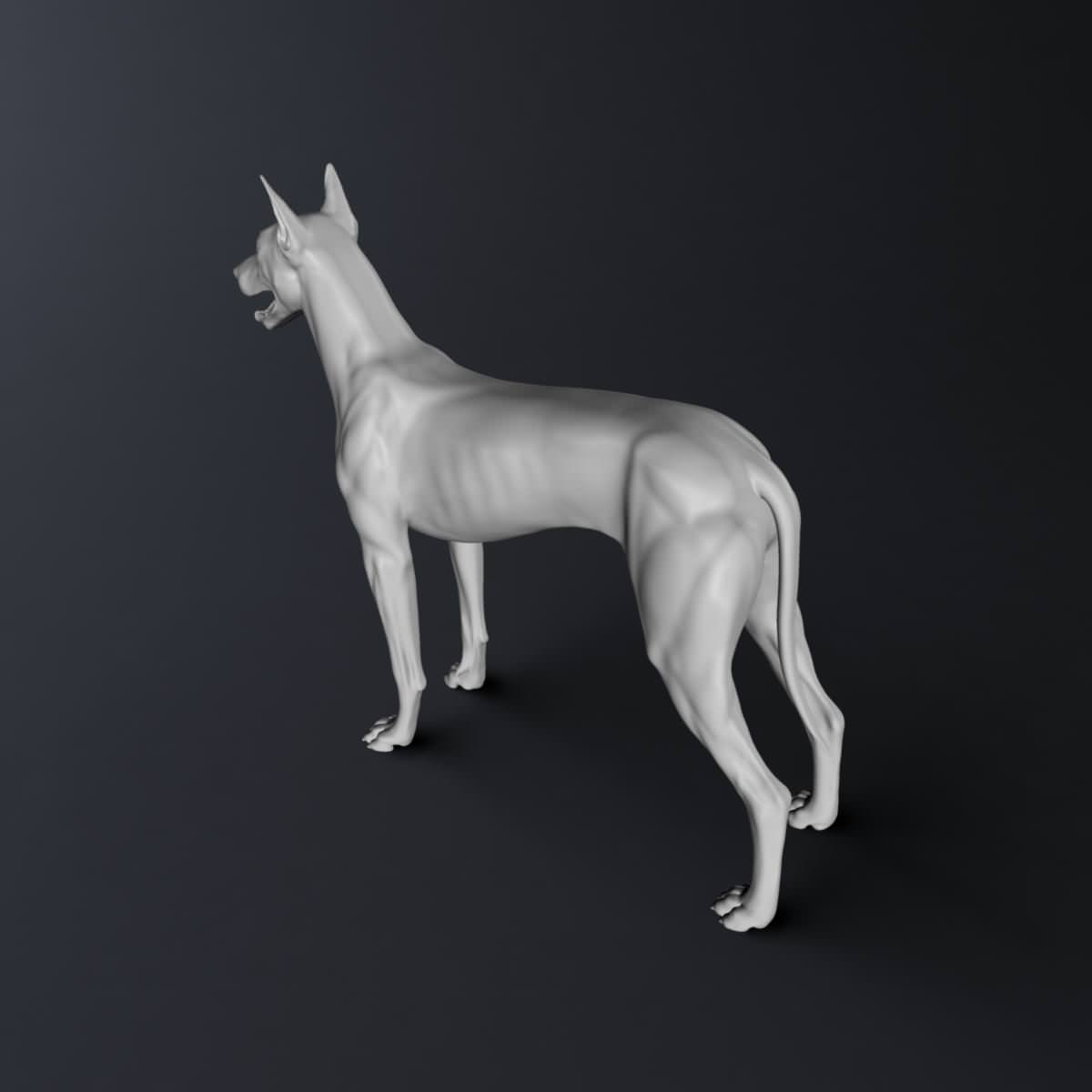 Doberman Model 3D model_11