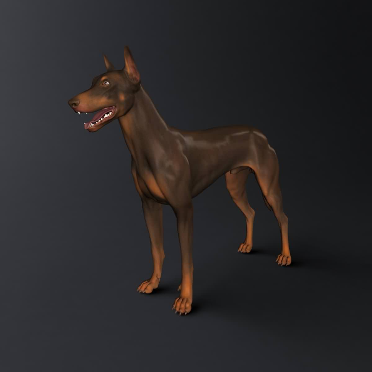 Doberman Model 3D model_30