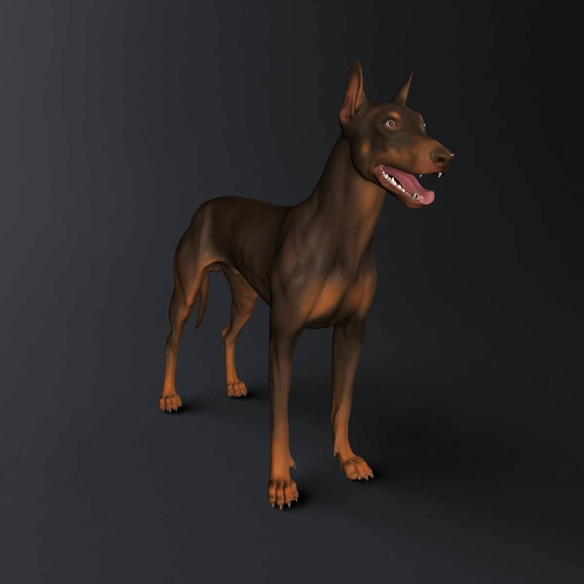 Doberman Model 3D model_29
