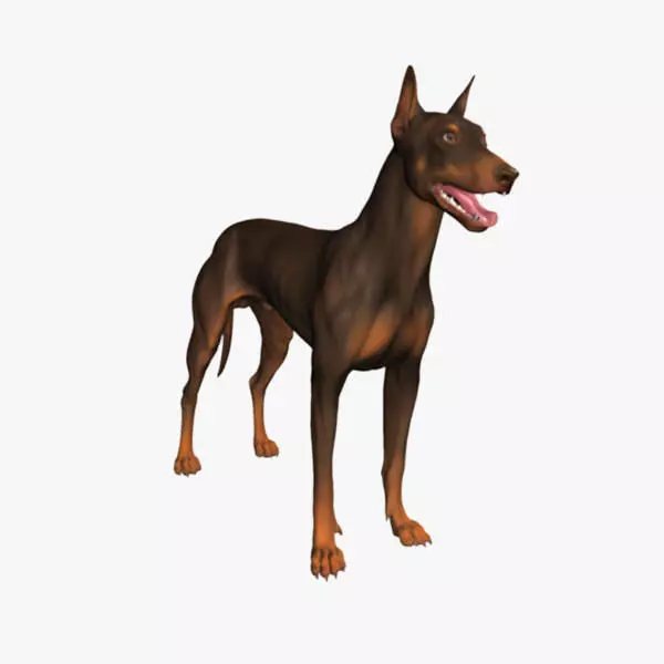 Doberman Model 3D model_0