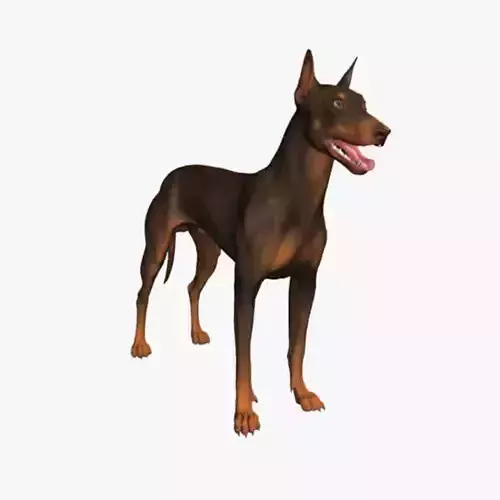 Doberman Model 3D model