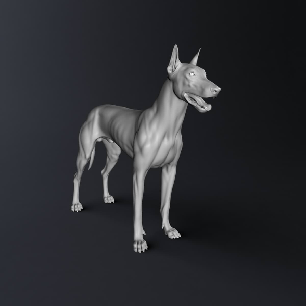 Doberman Model 3D model_8
