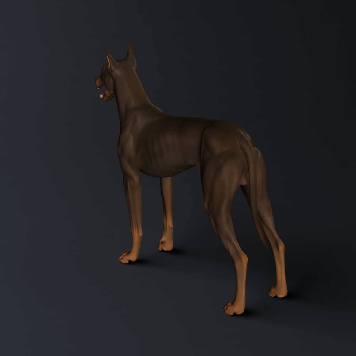 Doberman Model 3D model_4