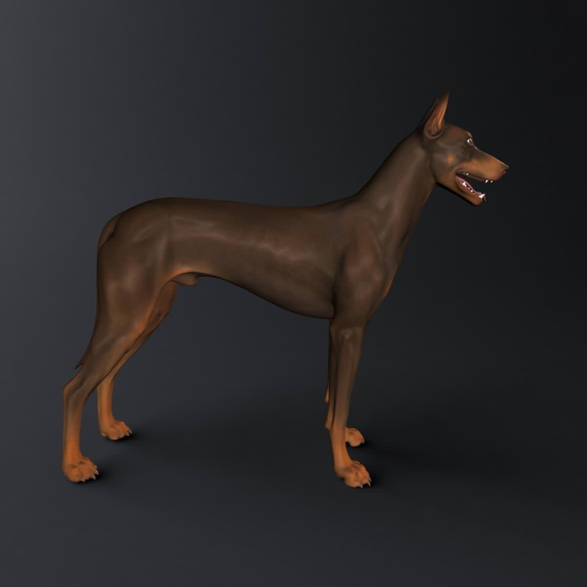 Doberman Model 3D model_2