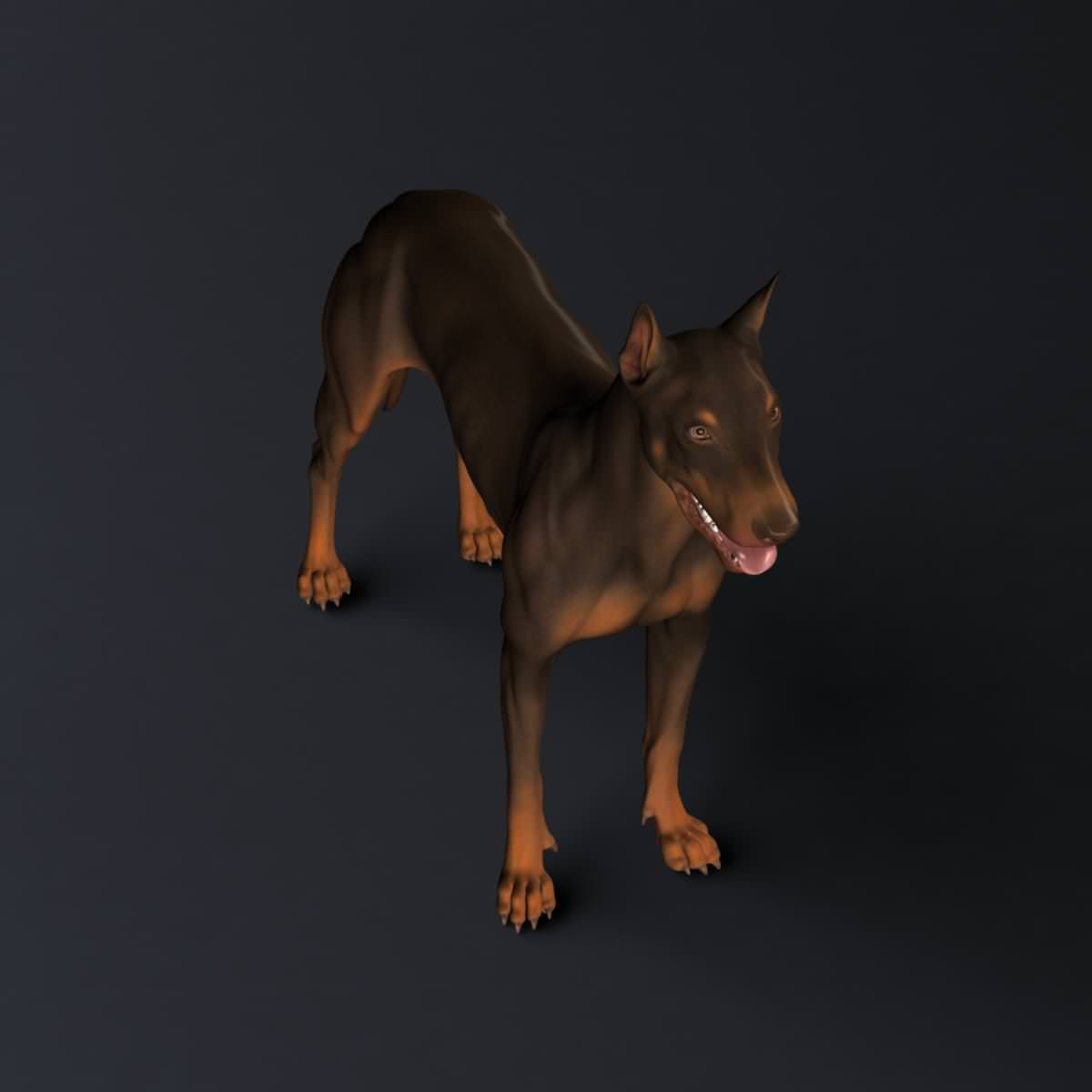 Doberman Model 3D model_32