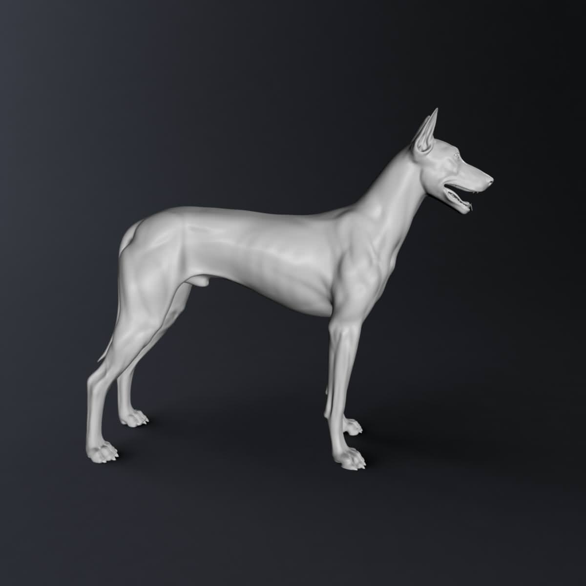 Doberman Model 3D model_10