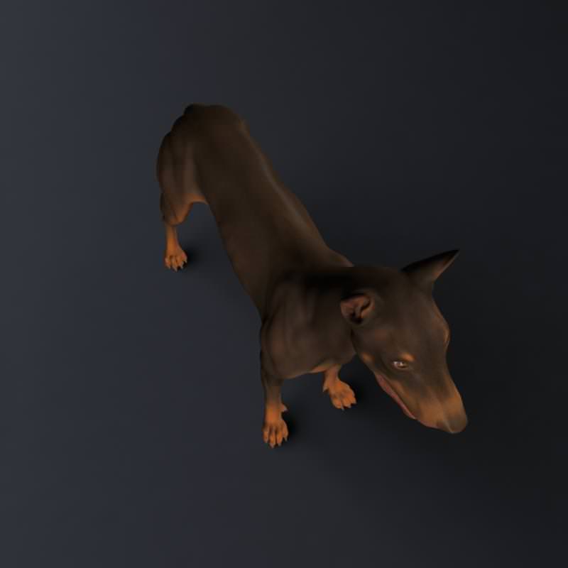 Doberman Model 3D model_5
