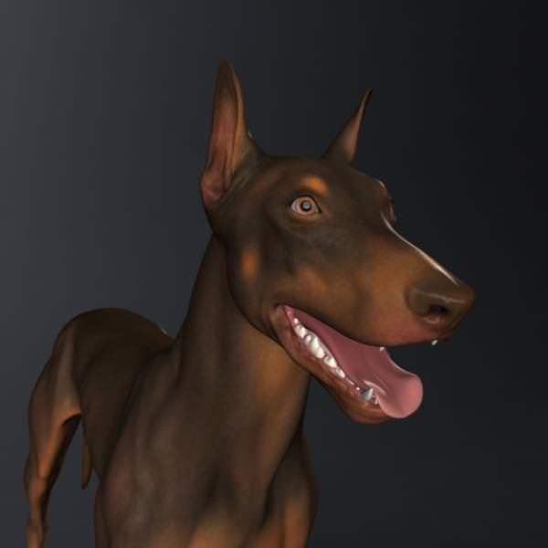 Doberman Model 3D model_33