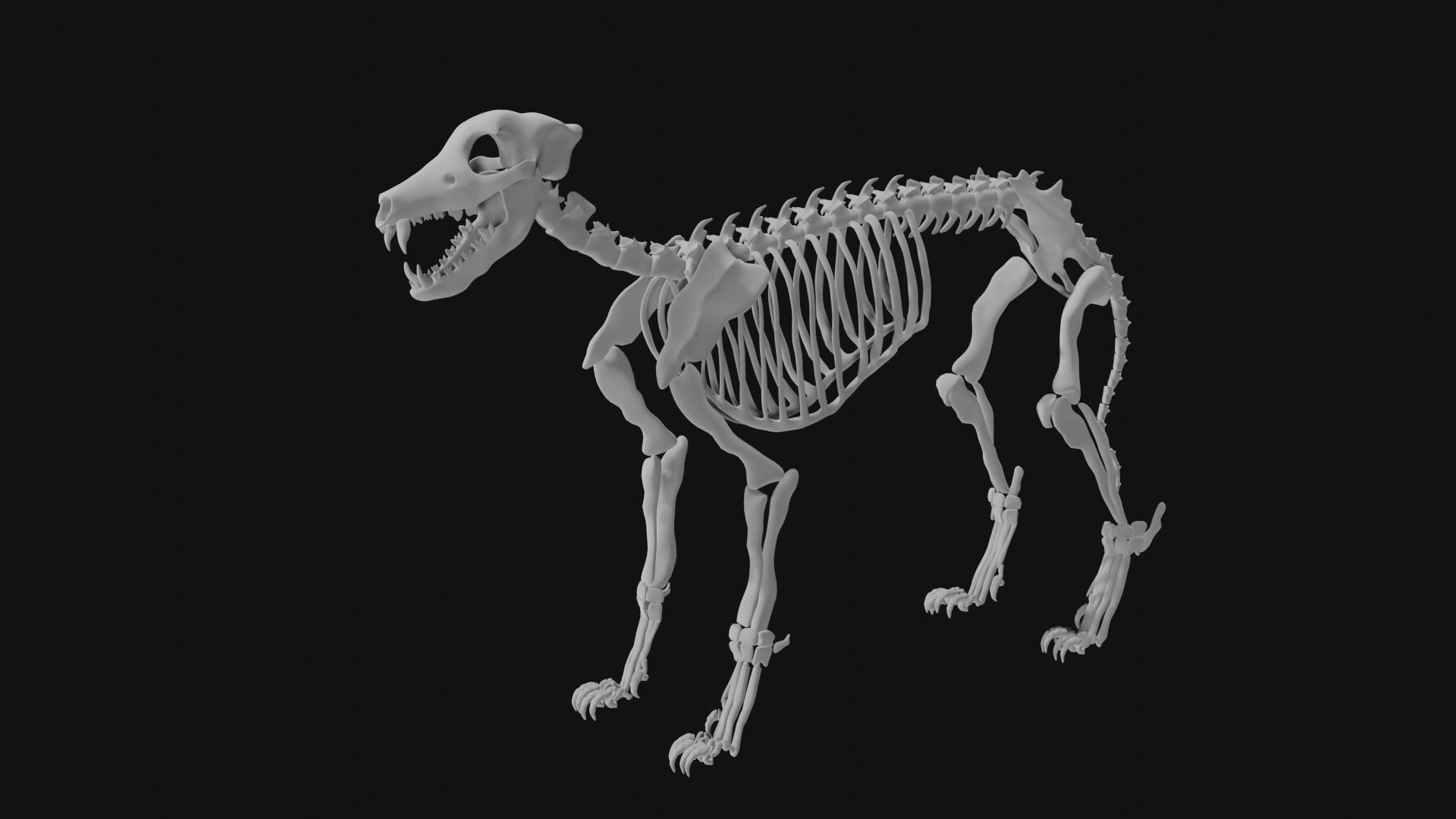 Wolf skeleton 3D model_6