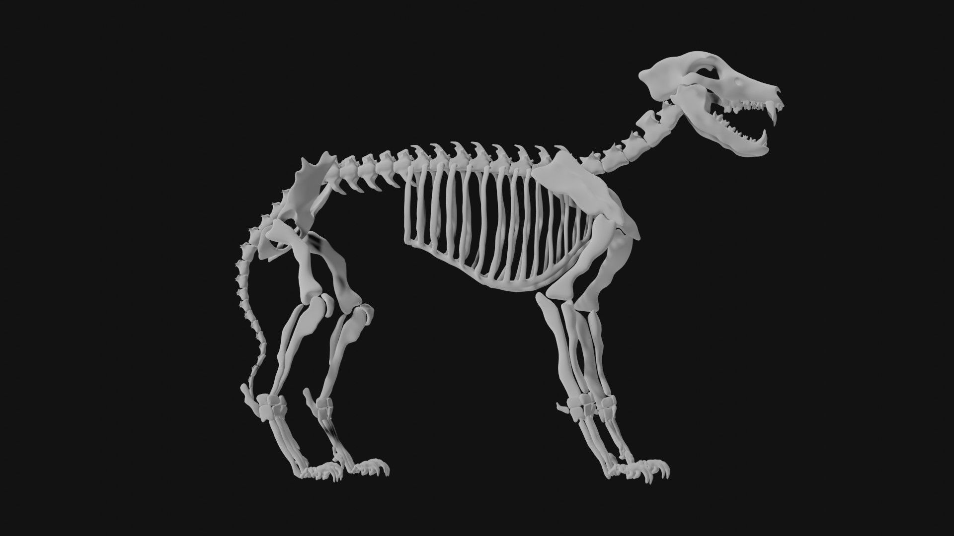 Wolf skeleton 3D model_5