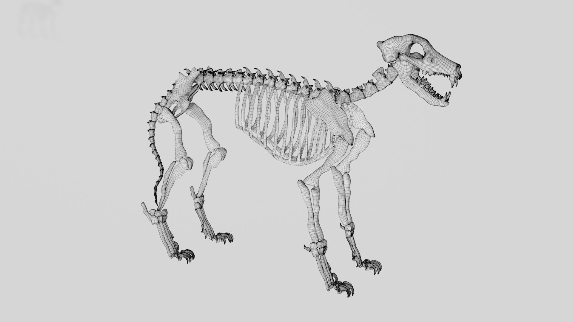 Wolf skeleton 3D model_7